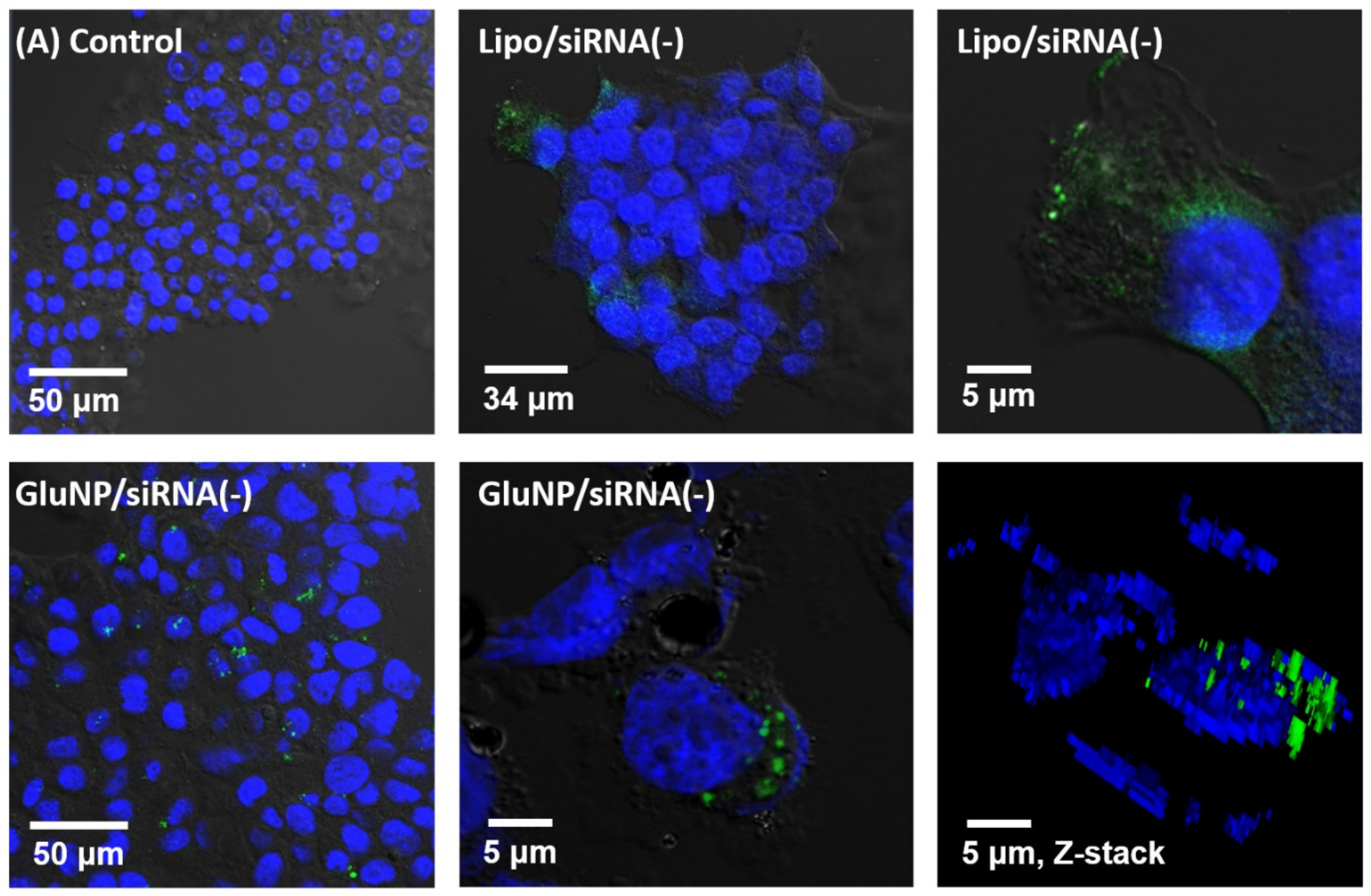 Biomedicines 08 00497 g004