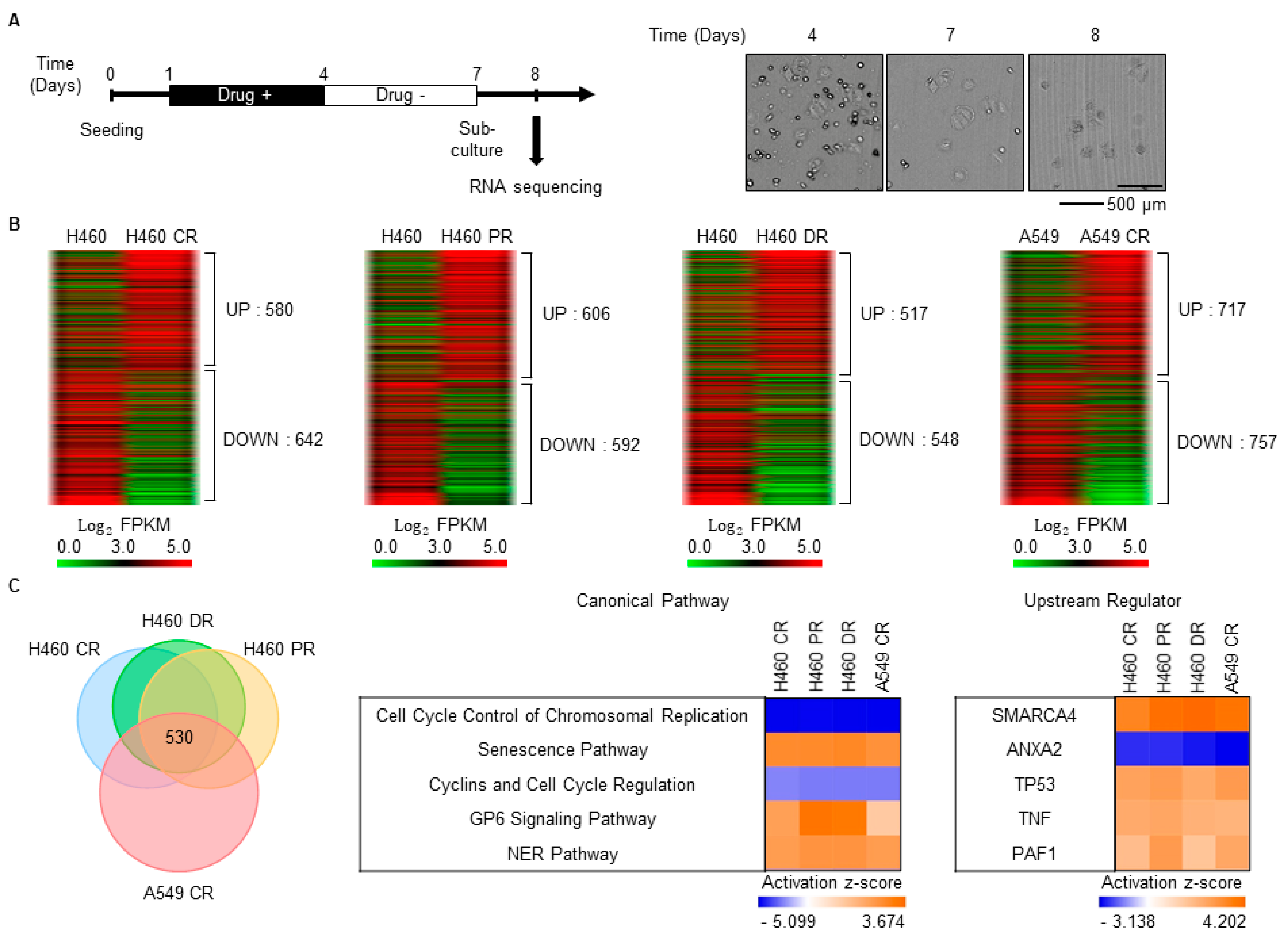 Biomedicines 08 00500 g001 Biomedicines 08 00500 g001
