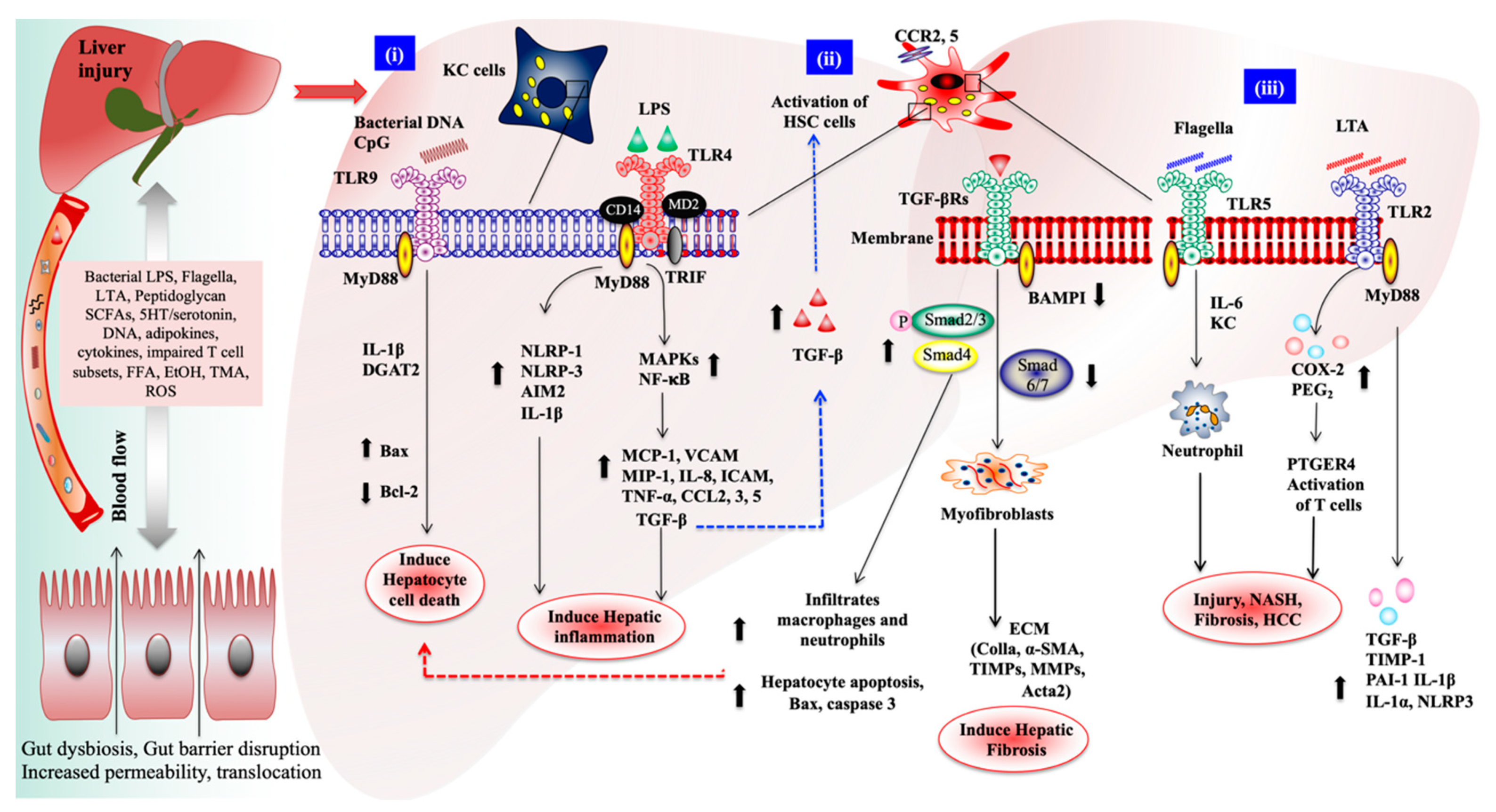 Biomedicines 08 00501 g002