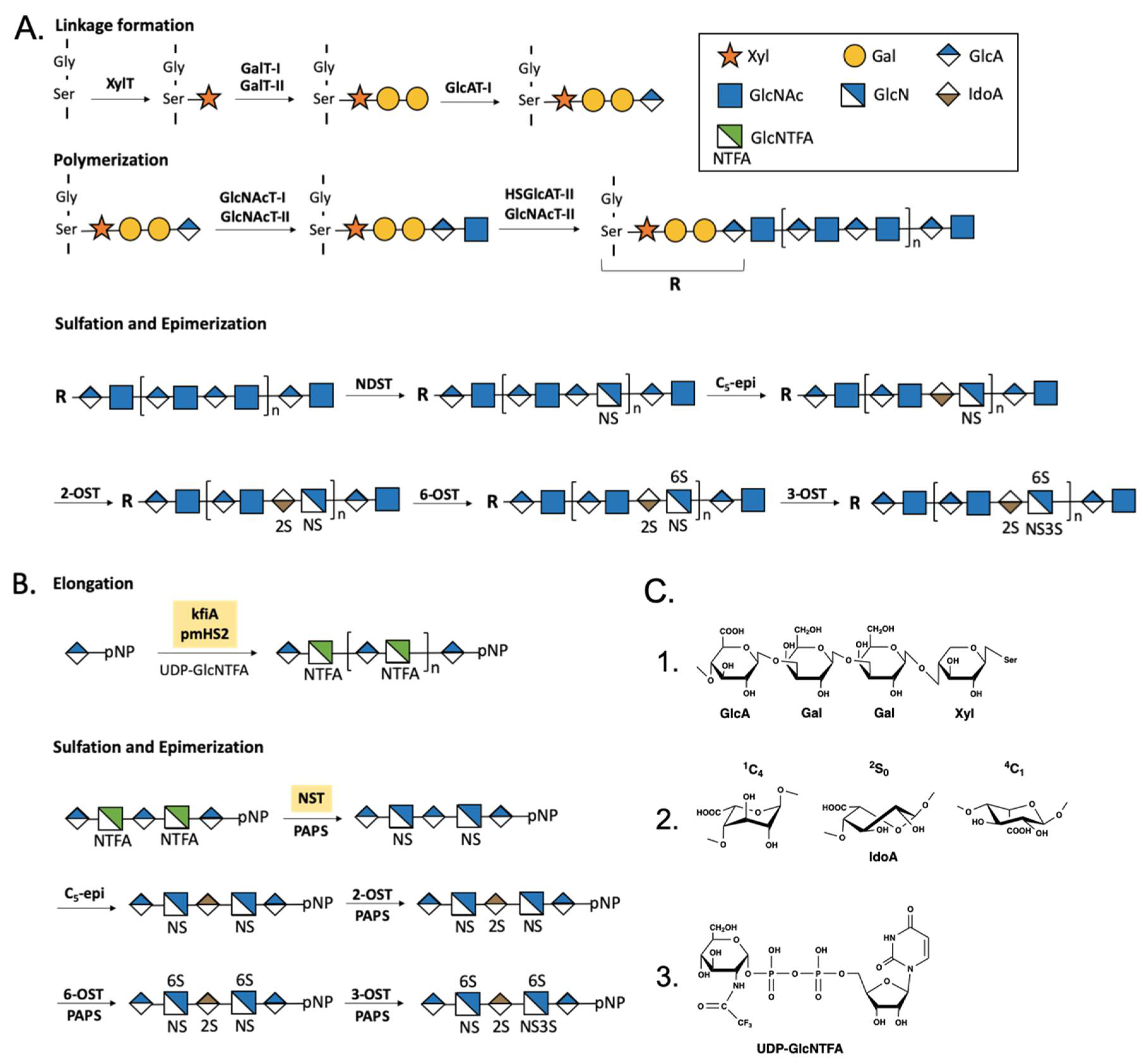 Potential Use of Anti-Inflammatory Synthetic Heparan Sulfate