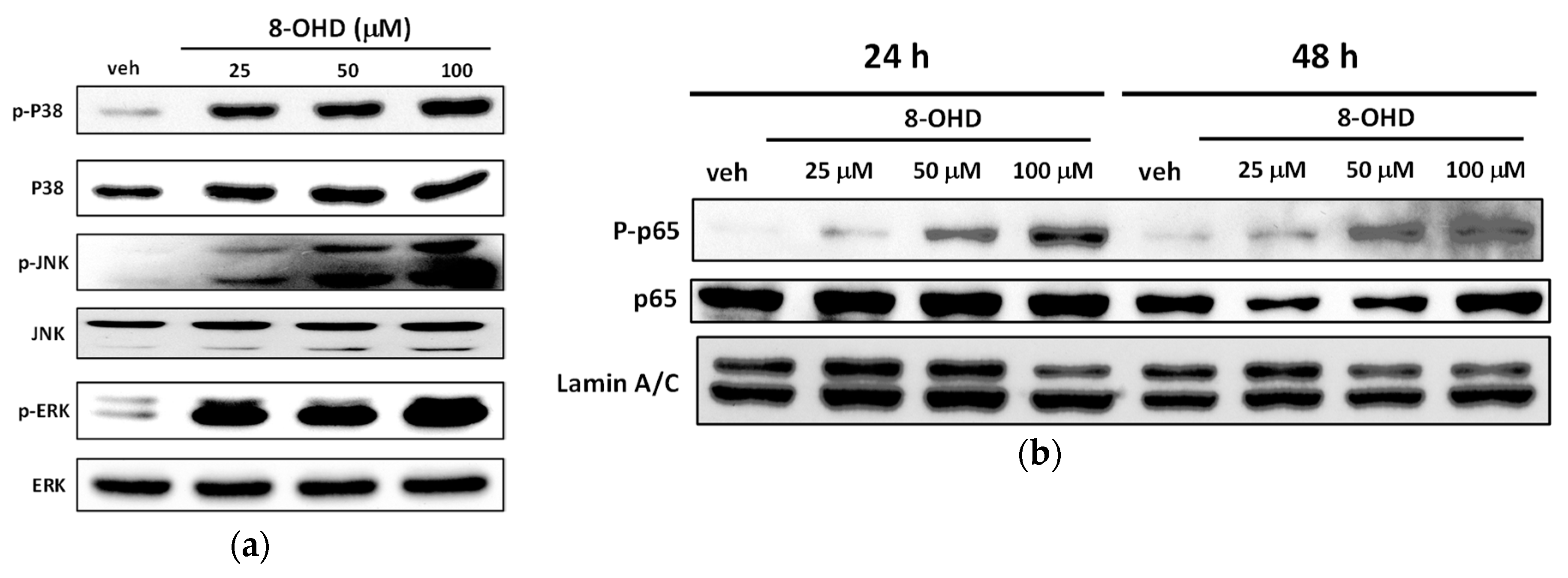 Biomedicines 08 00506 g009 Biomedicines 08 00506 g009
