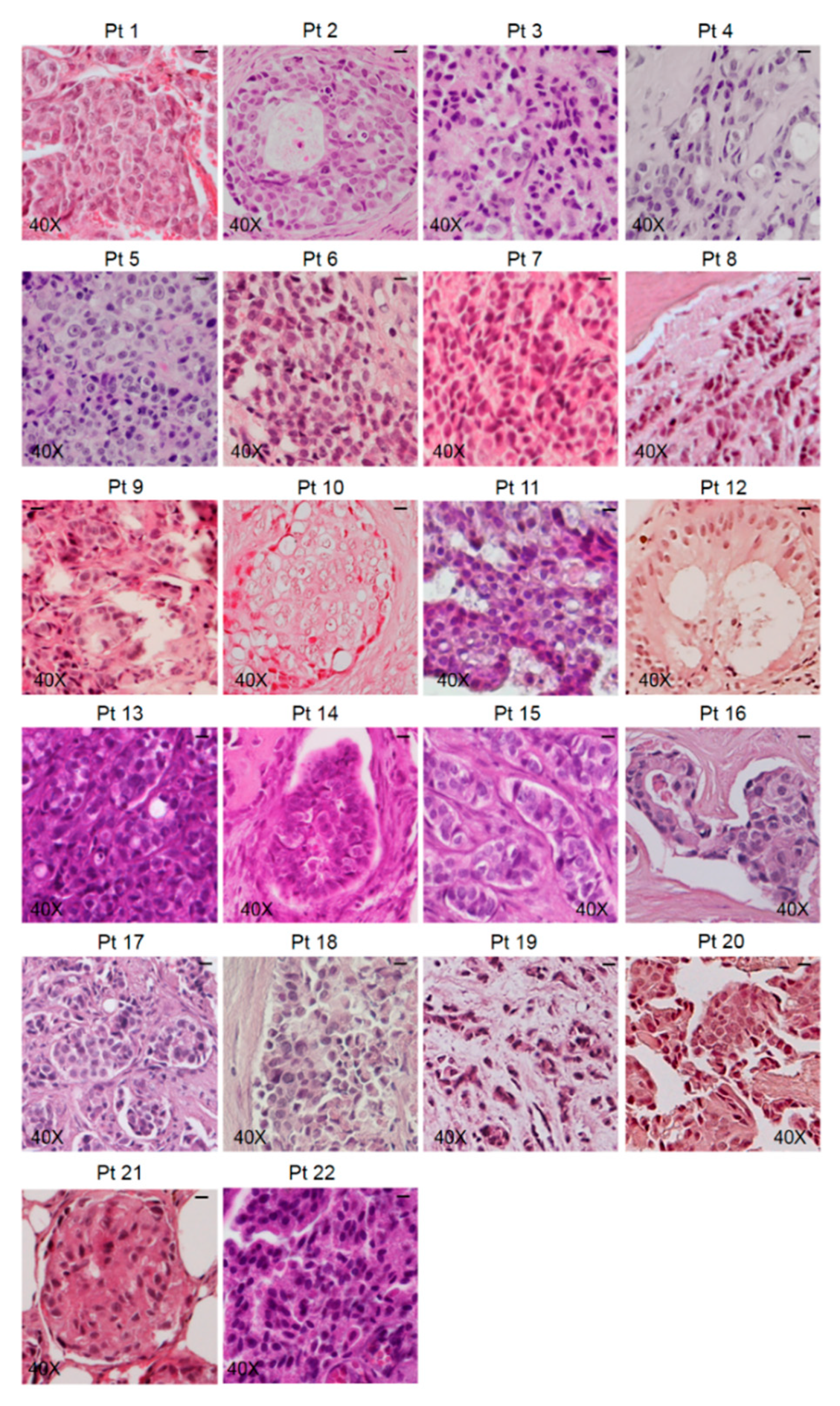 Biomedicines 08 00510 g002