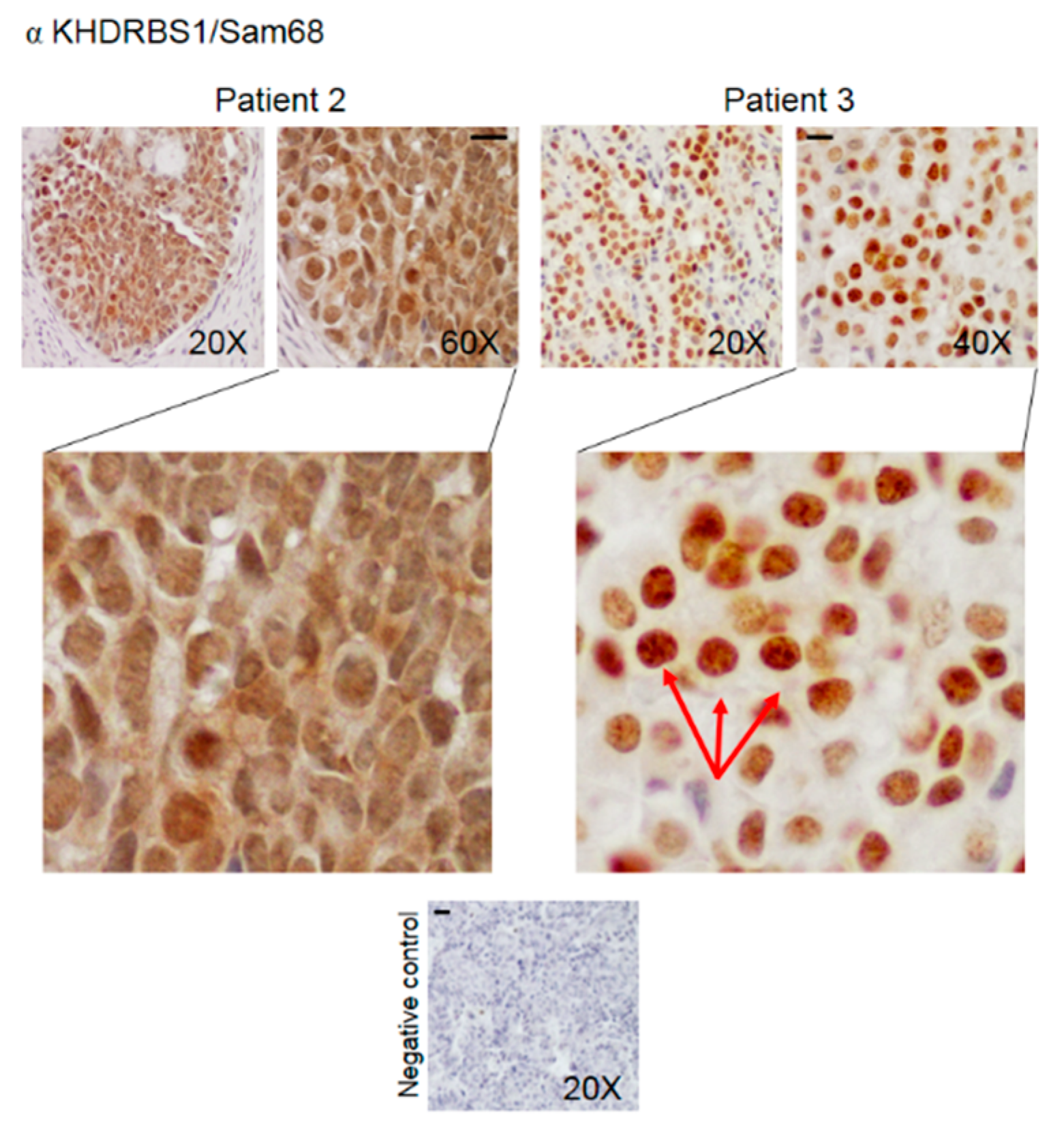 Biomedicines 08 00510 g003
