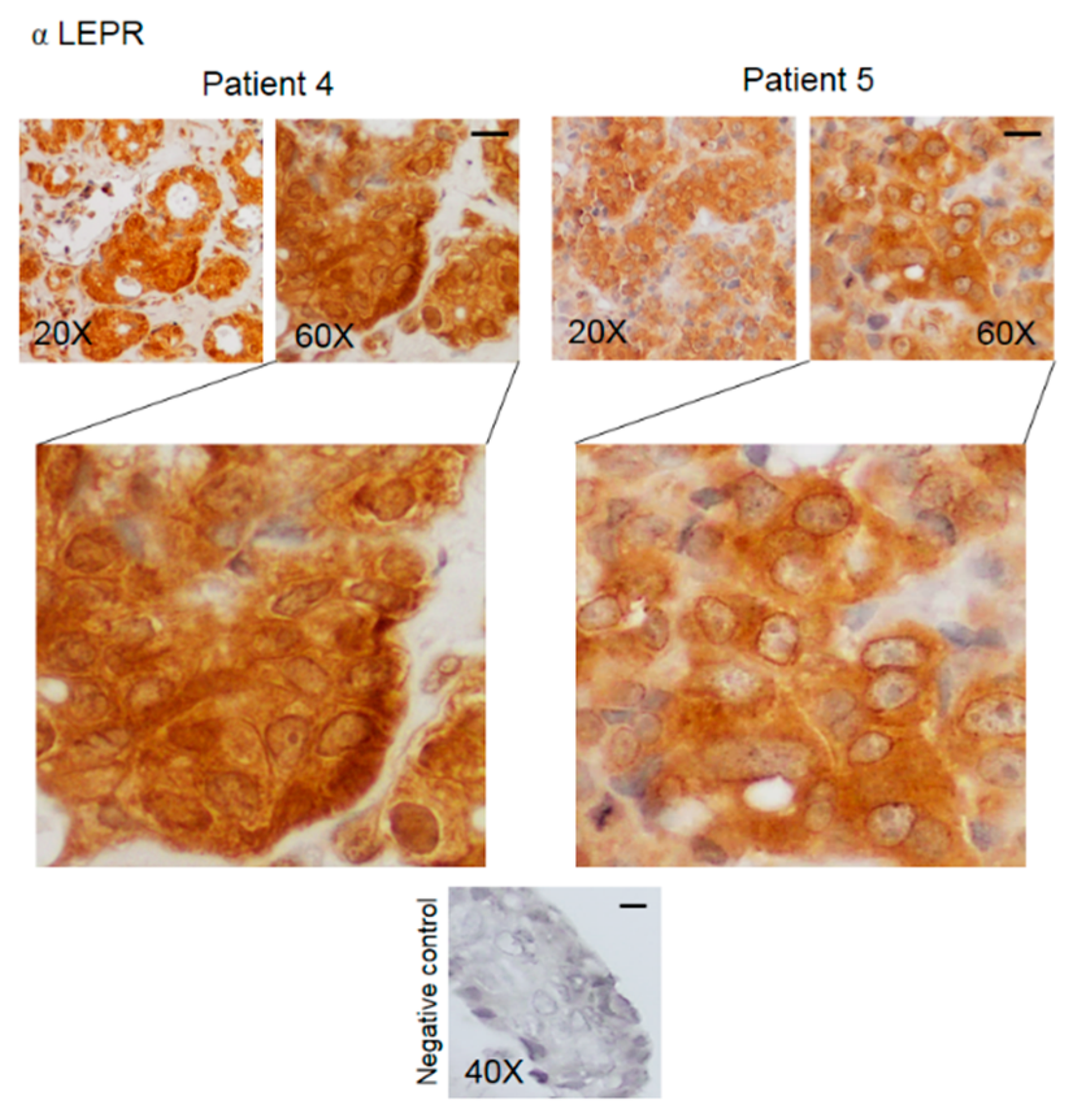 Biomedicines 08 00510 g005