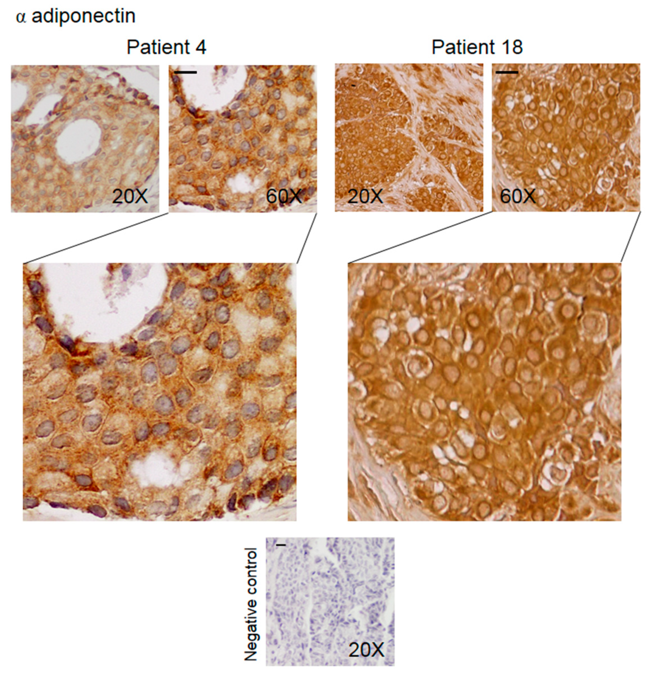 Biomedicines 08 00510 g006