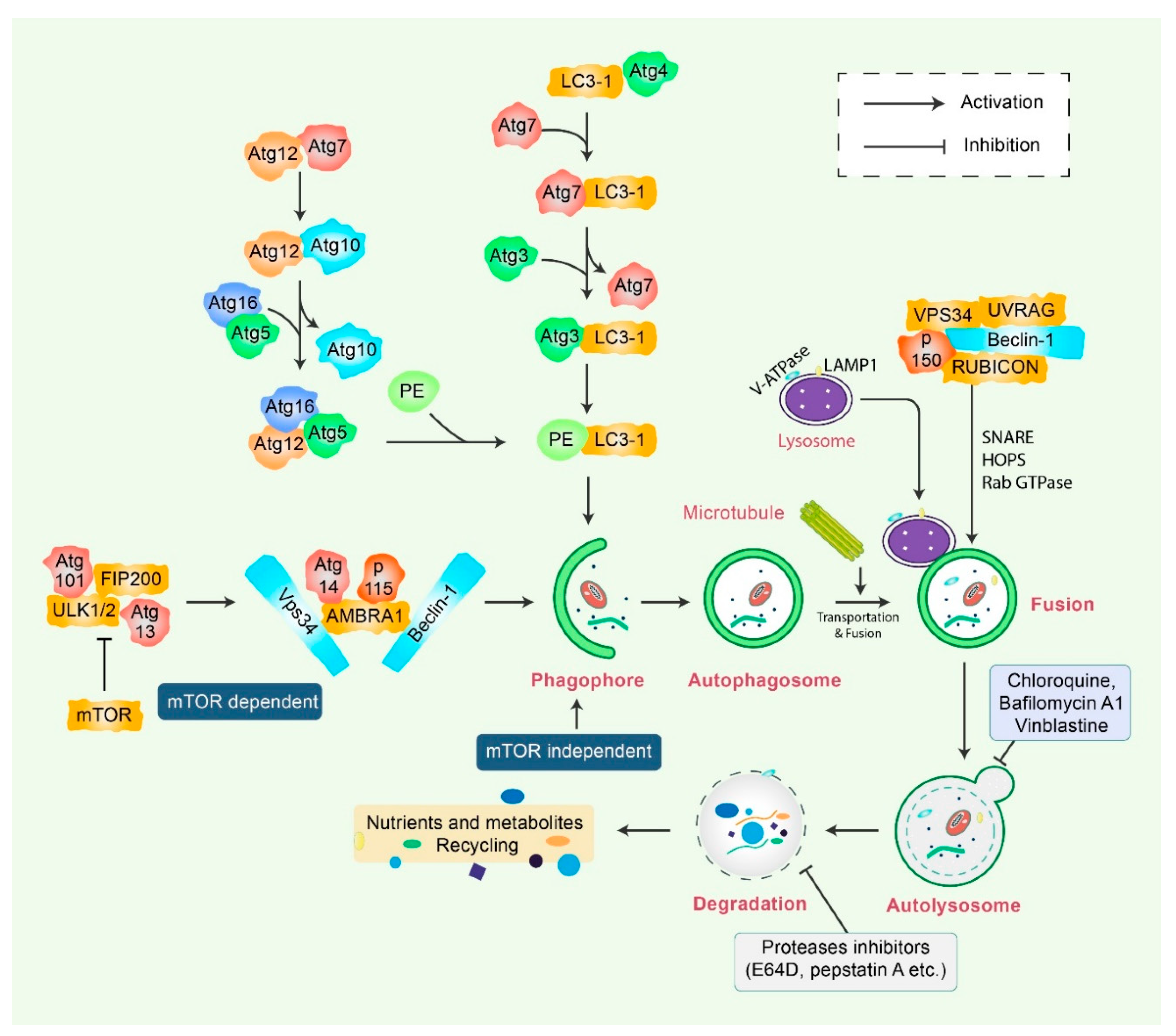 Biomedicines 08 00517 g001 Biomedicines 08 00517 g001