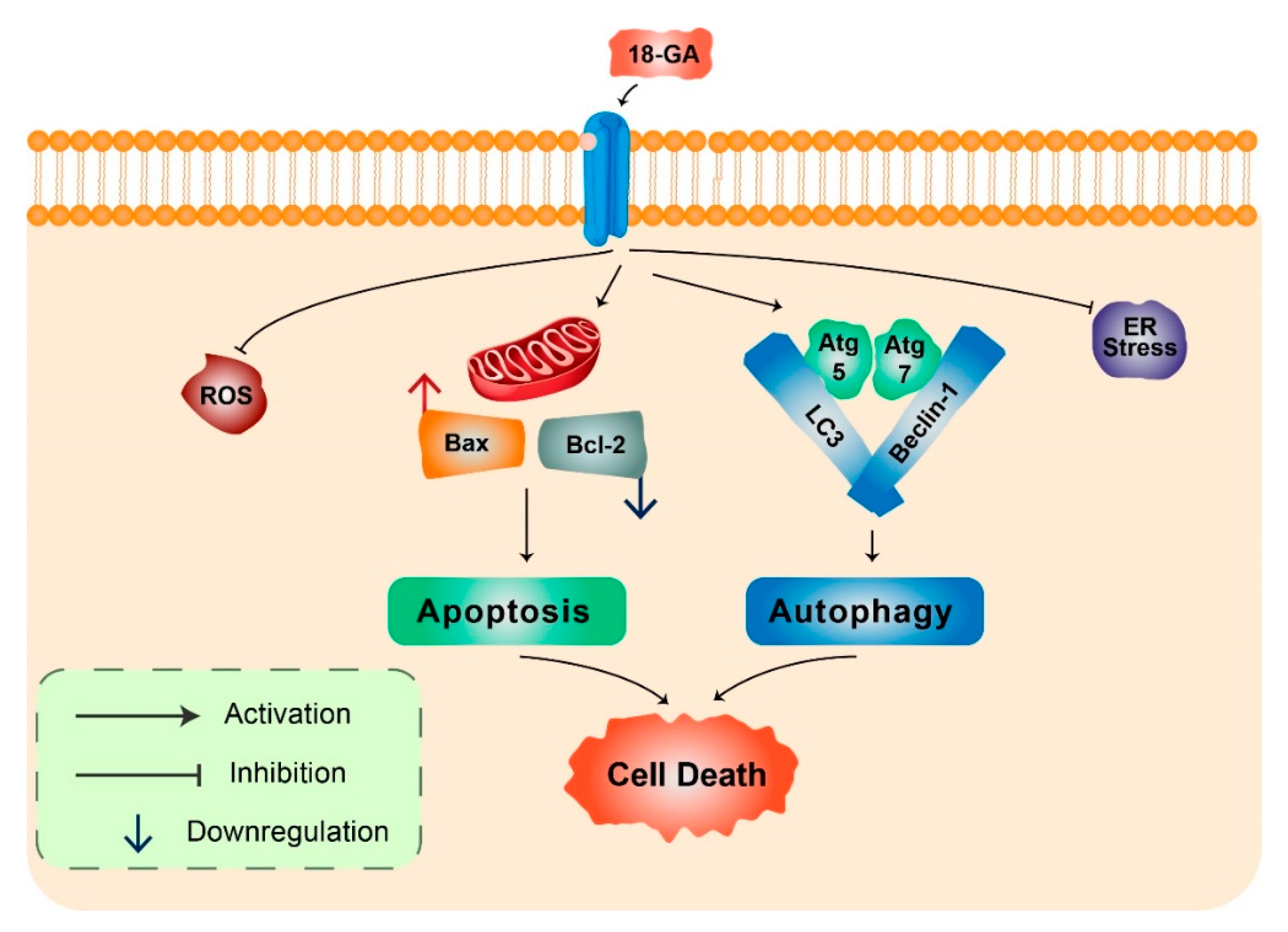 Biomedicines 08 00517 g004 Biomedicines 08 00517 g004