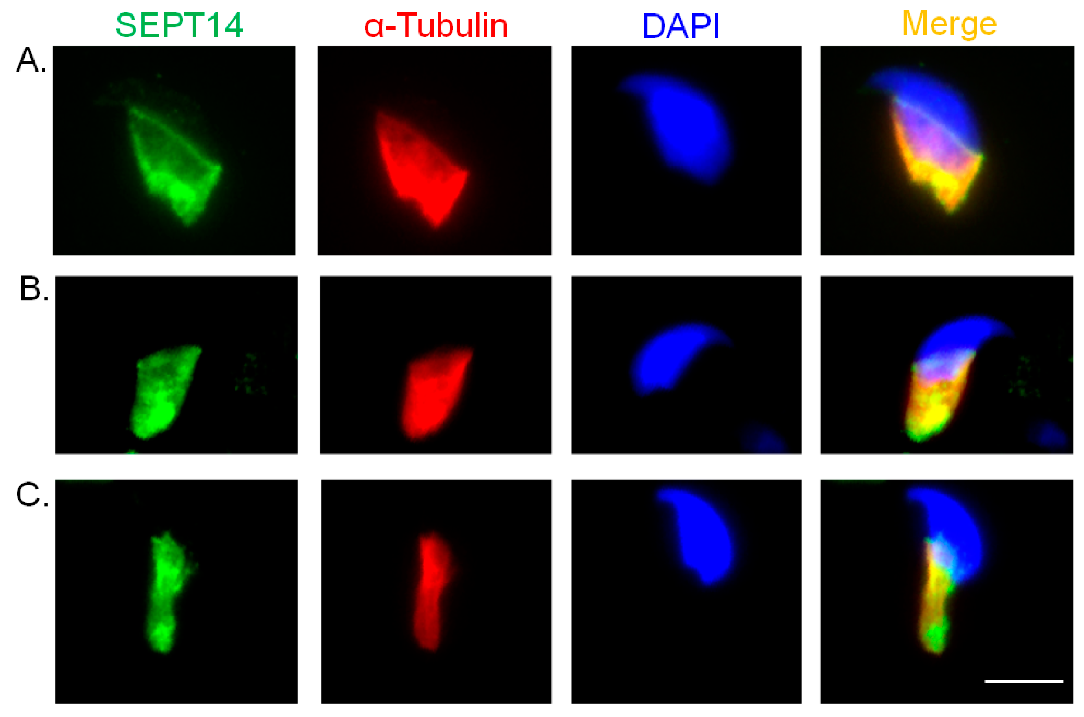 Biomedicines 08 00518 g001 Biomedicines 08 00518 g001