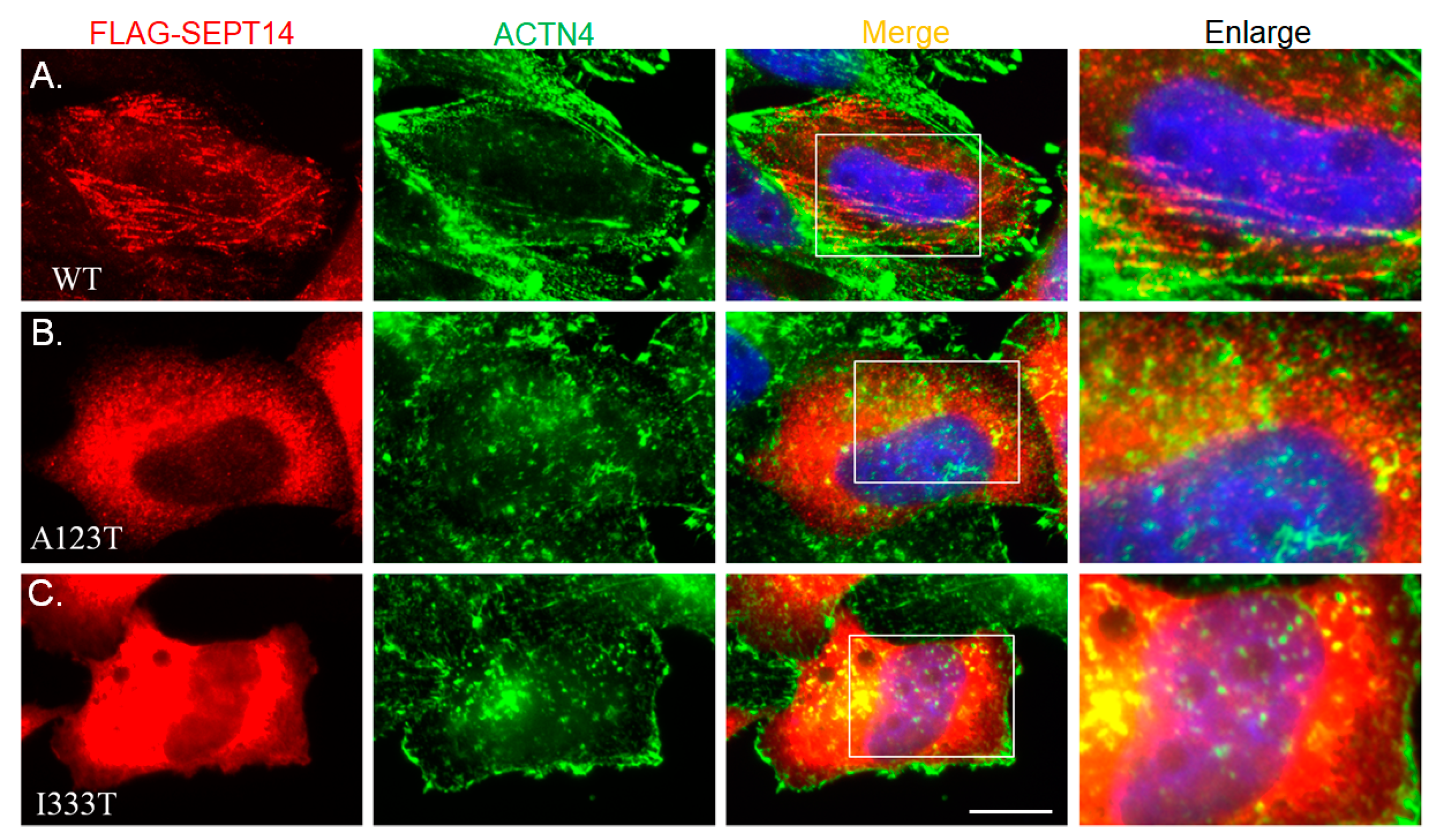 Biomedicines 08 00518 g004 Biomedicines 08 00518 g004