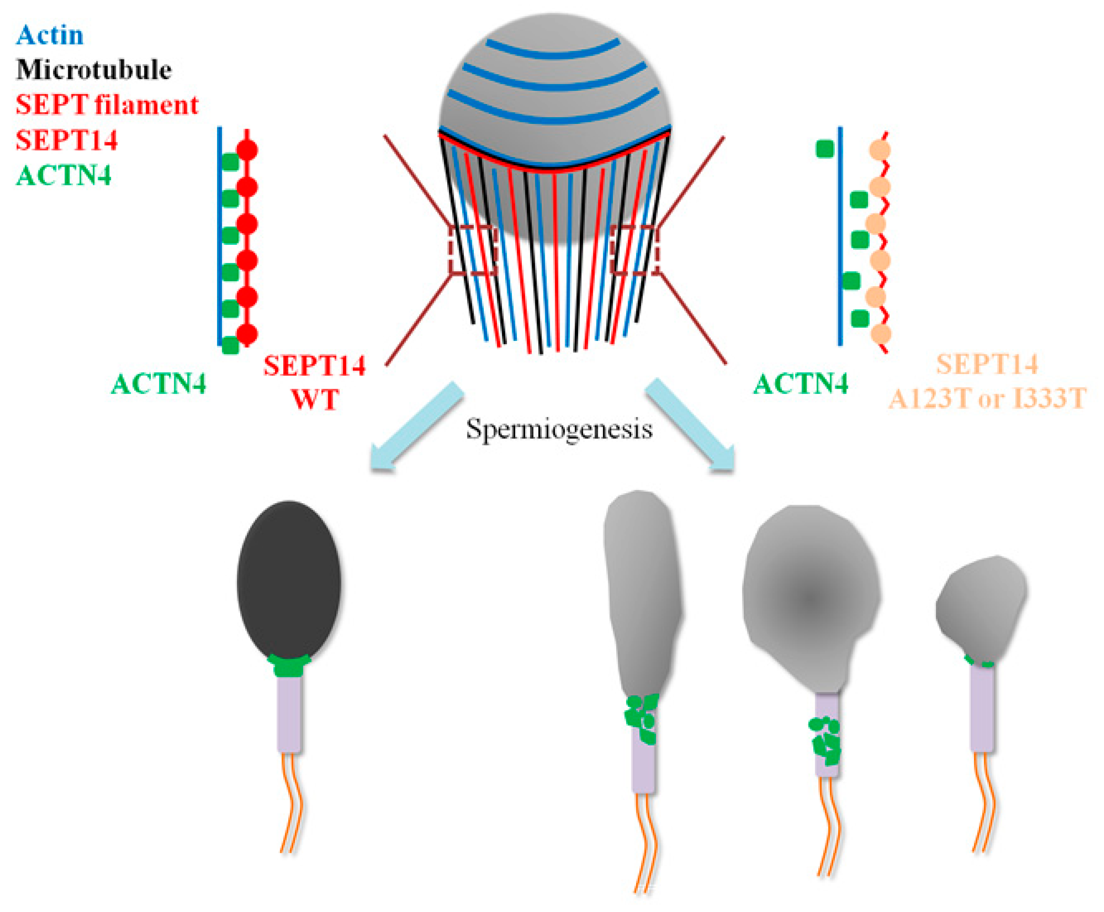 Biomedicines 08 00518 g007 Biomedicines 08 00518 g007
