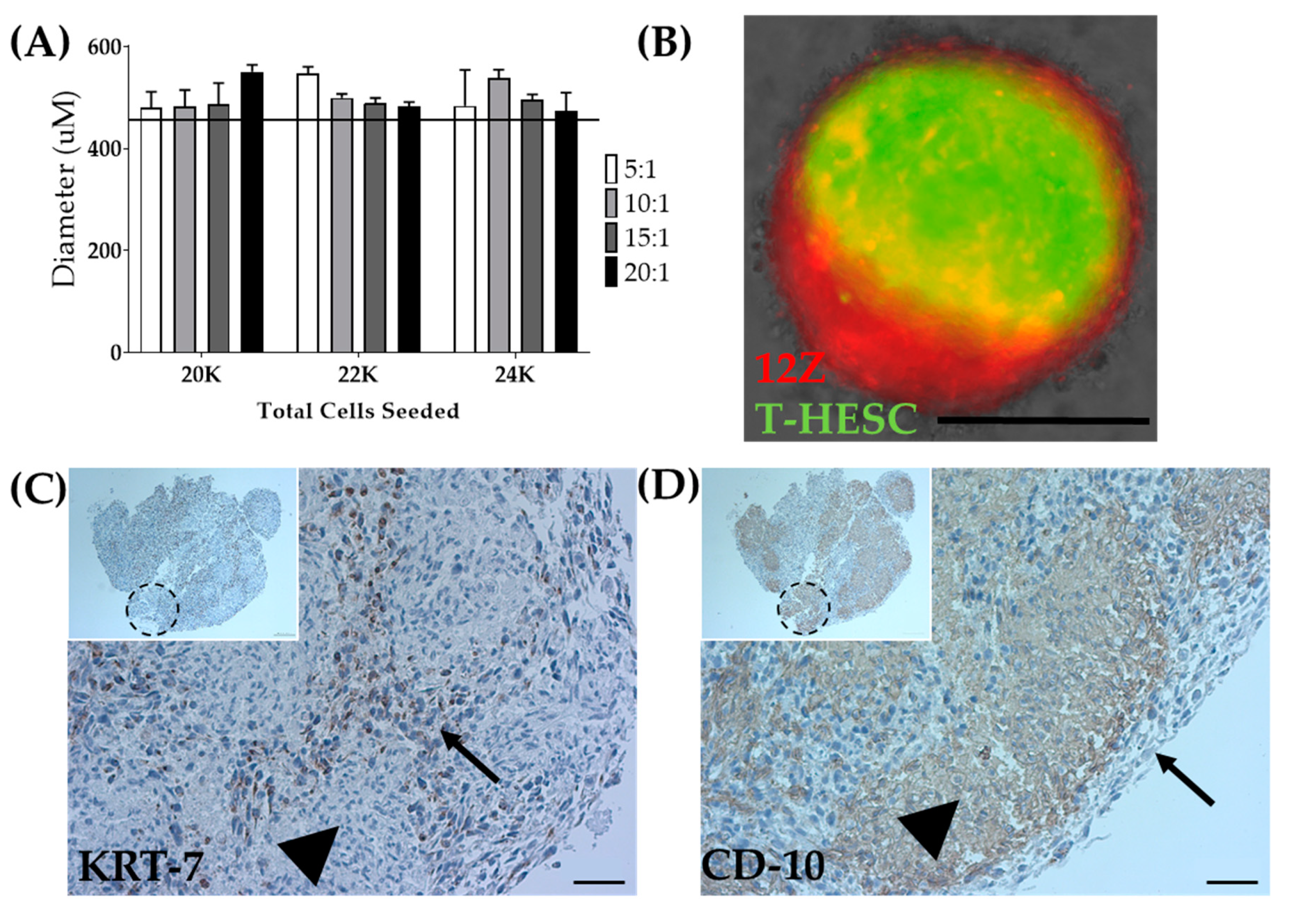 Biomedicines 08 00525 g007 Biomedicines 08 00525 g007