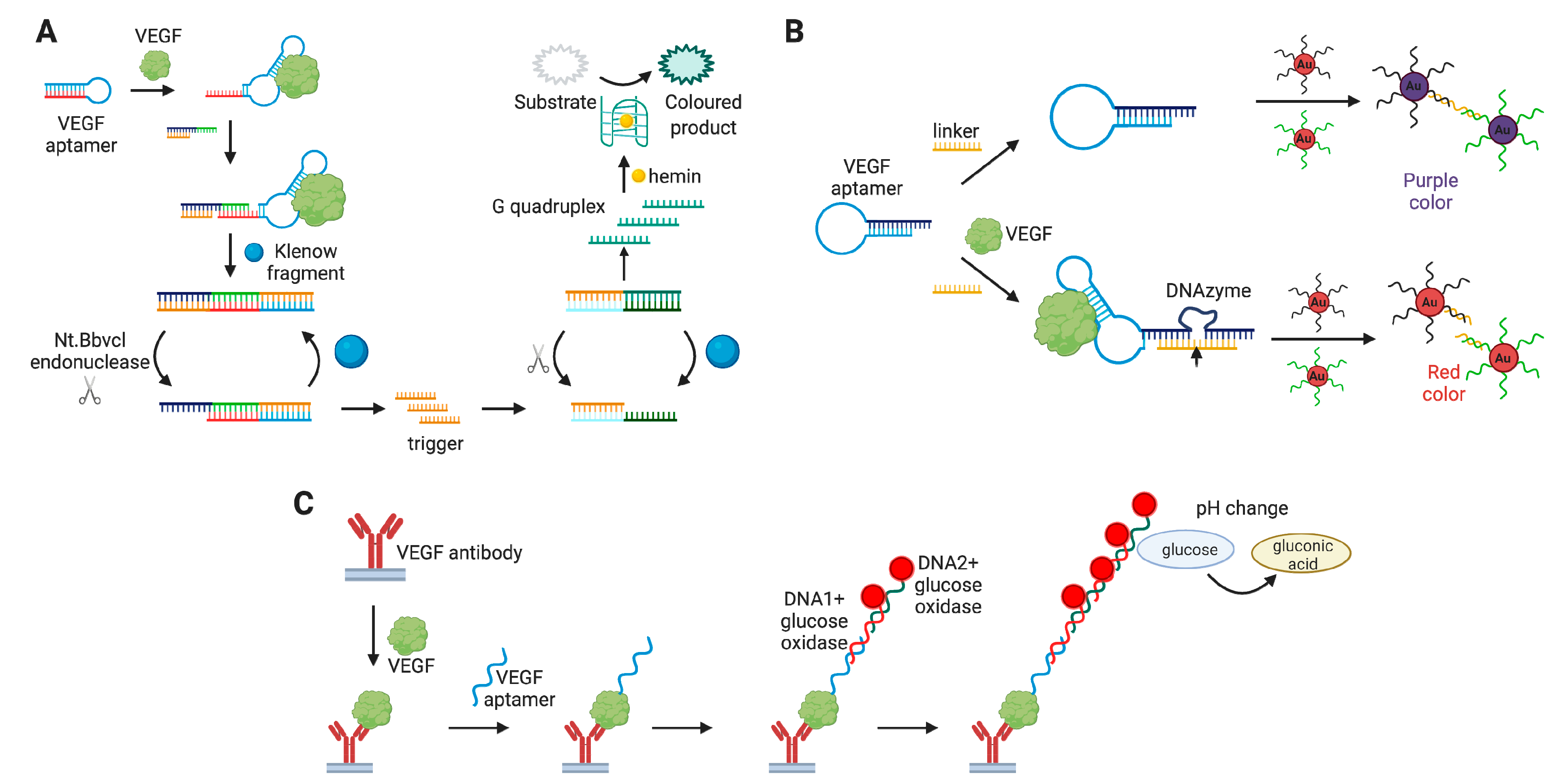 Biomedicines 08 00527 g007
