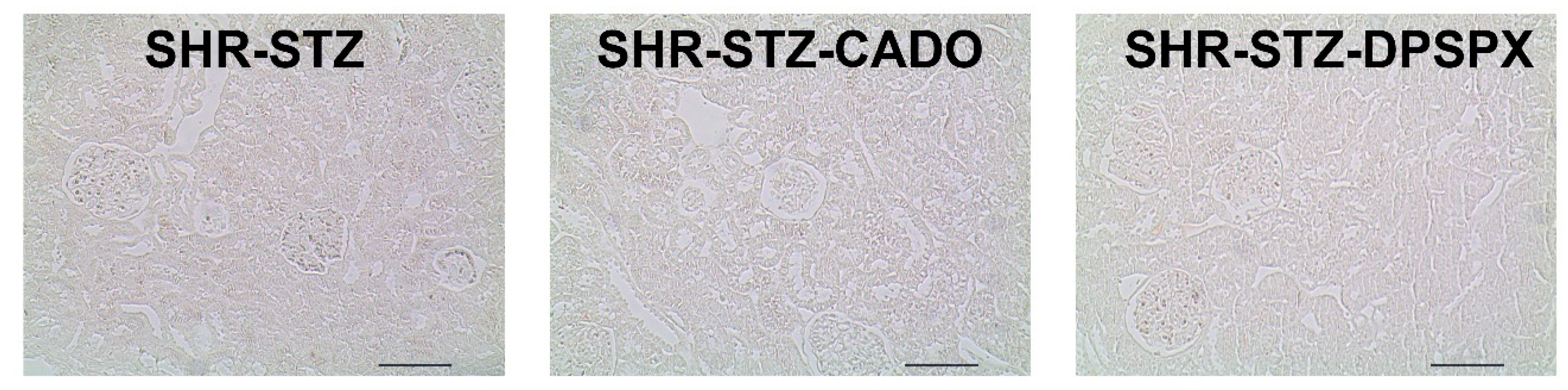 Biomedicines 08 00529 g001