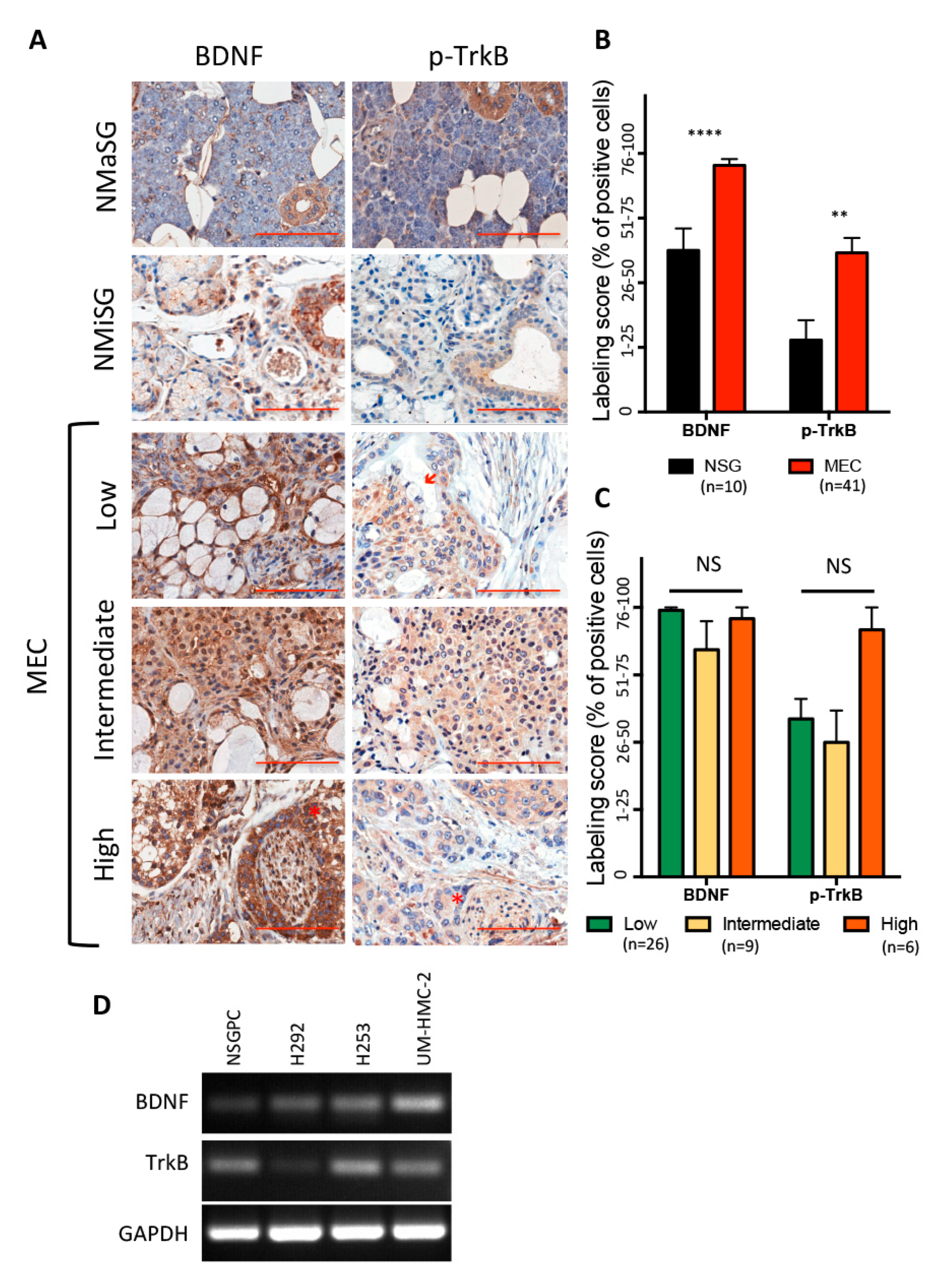 Biomedicines 08 00531 g001 Biomedicines 08 00531 g001