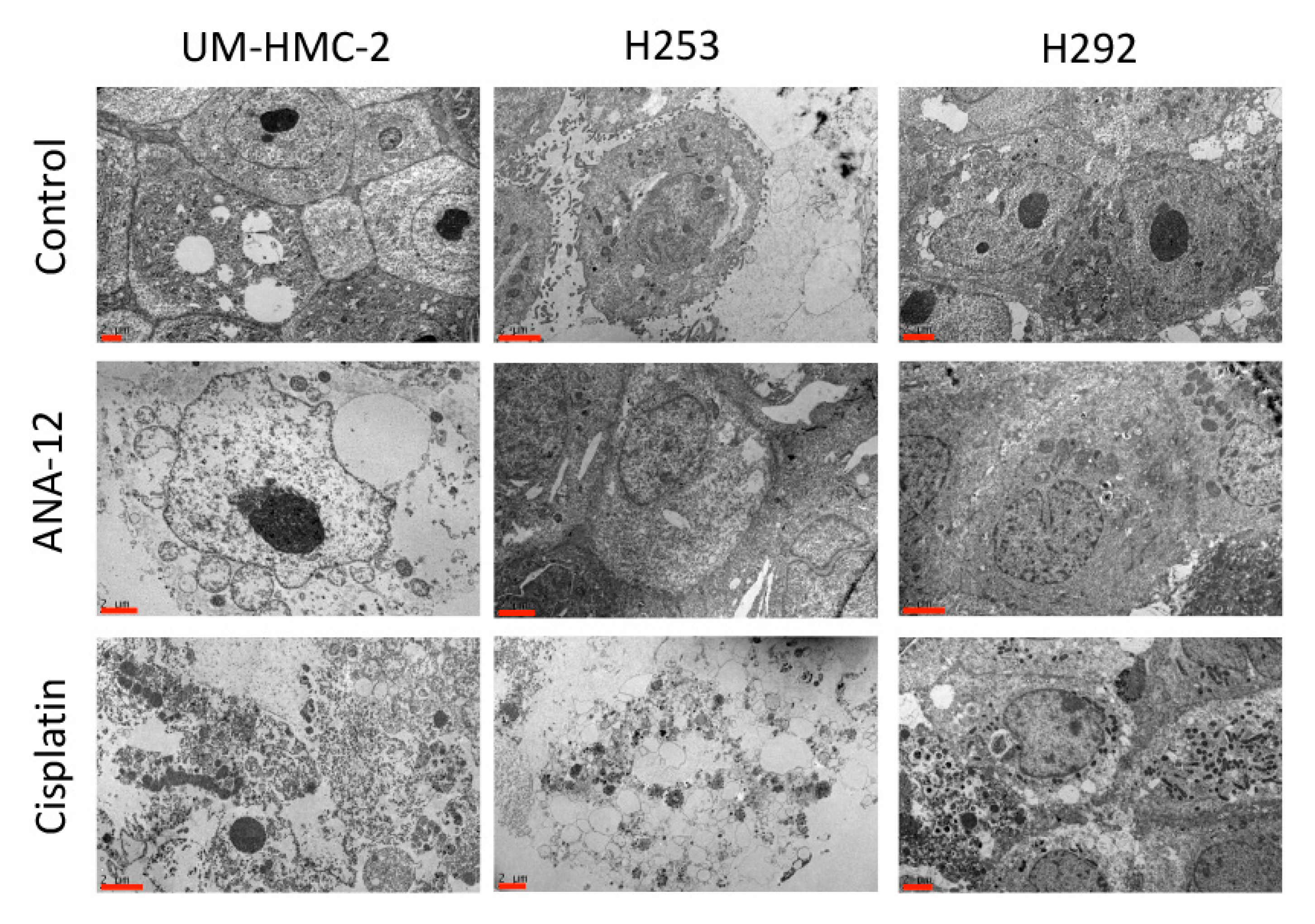 Biomedicines 08 00531 g002 Biomedicines 08 00531 g002