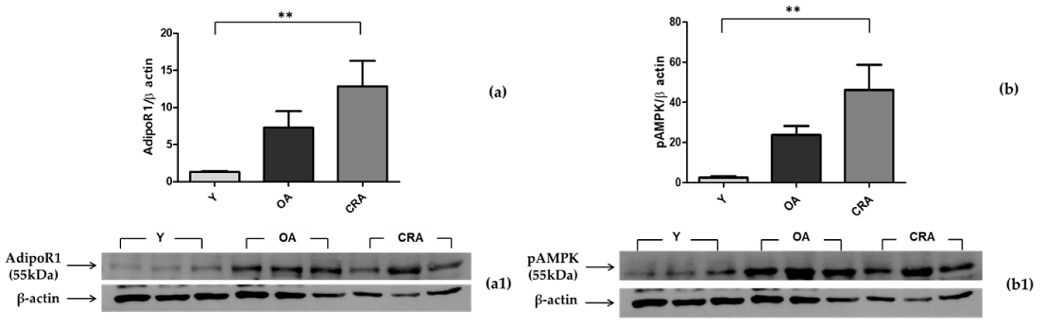 Biomedicines 08 00532 g003 Biomedicines 08 00532 g003