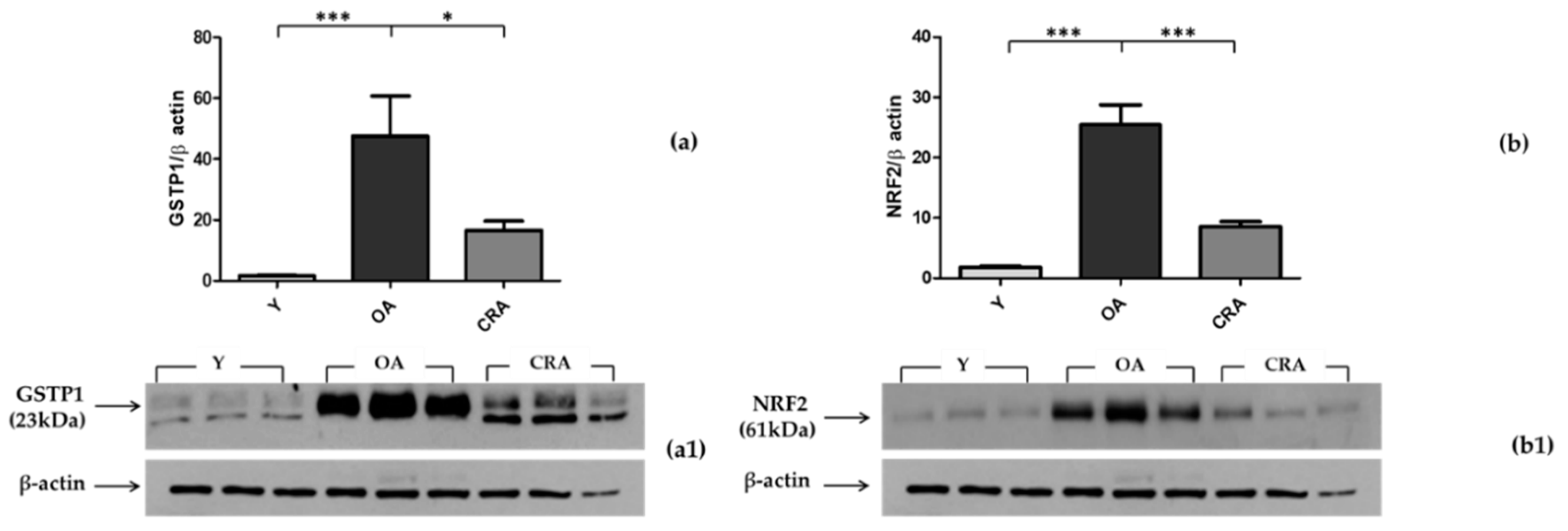 Biomedicines 08 00532 g005 Biomedicines 08 00532 g005