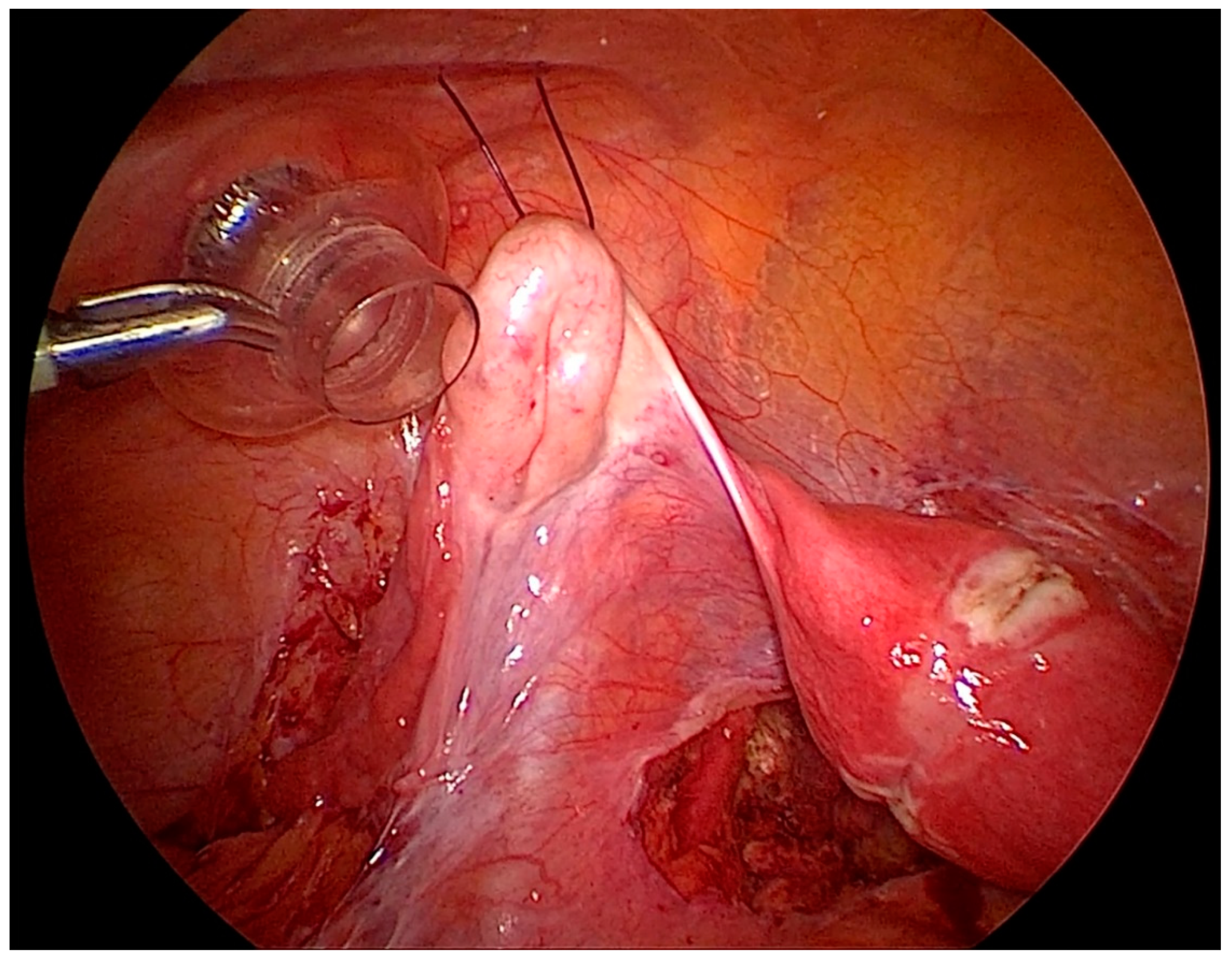 Biomedicines 08 00533 g003