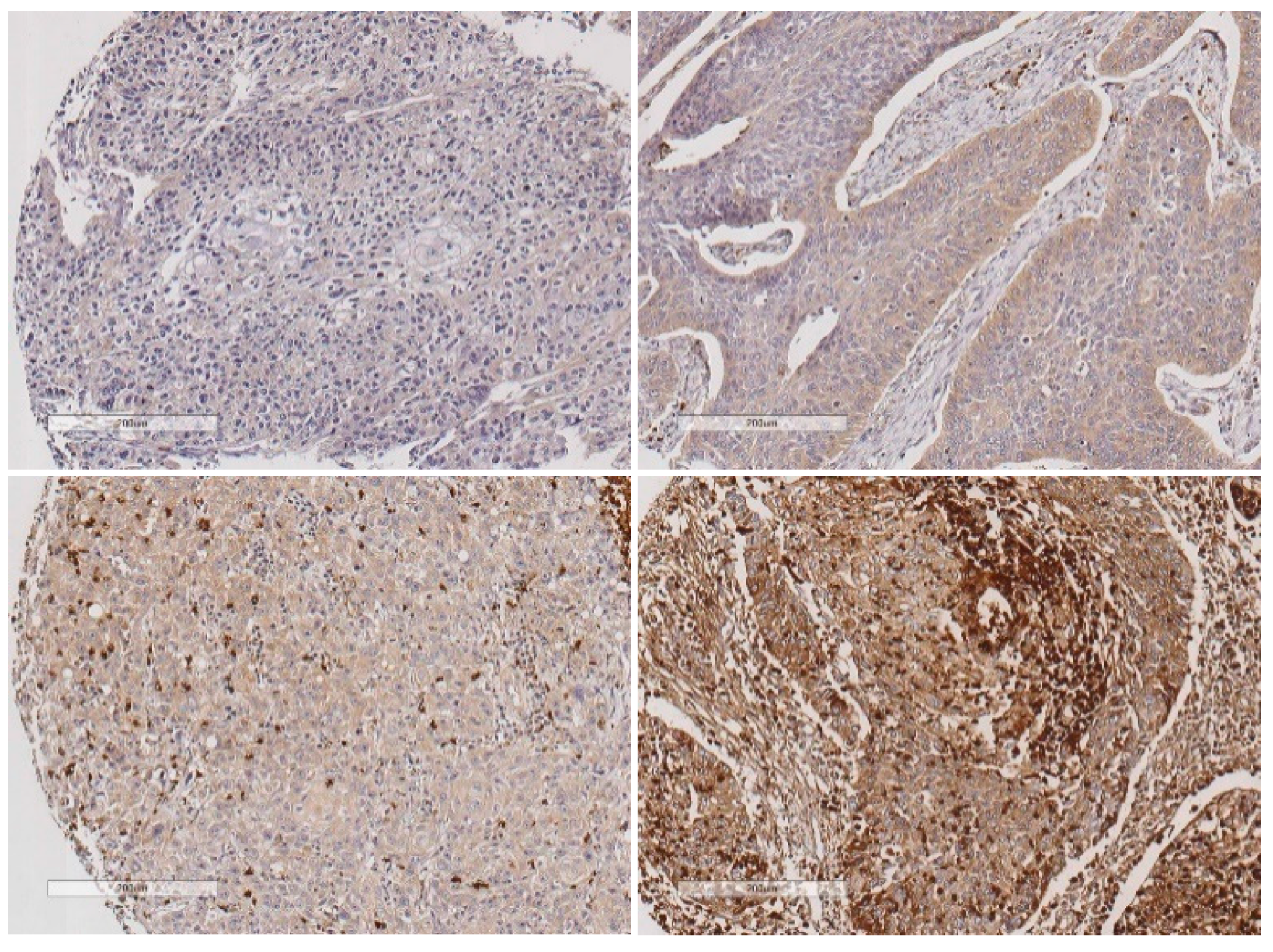 Biomedicines 08 00535 g002