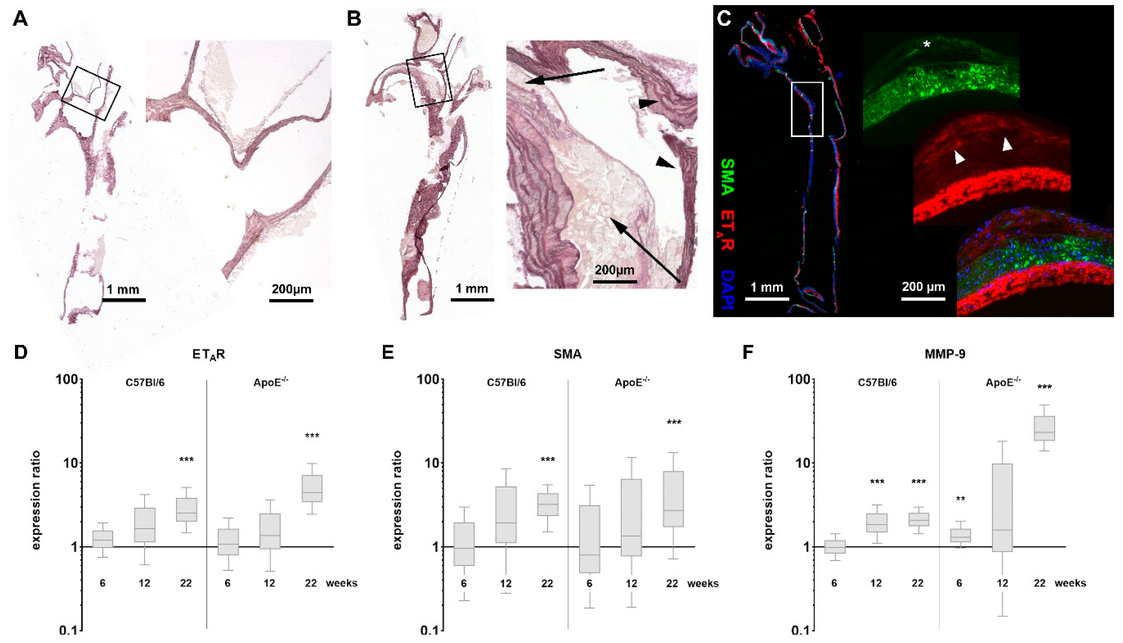 Biomedicines 08 00538 g001 Biomedicines 08 00538 g001