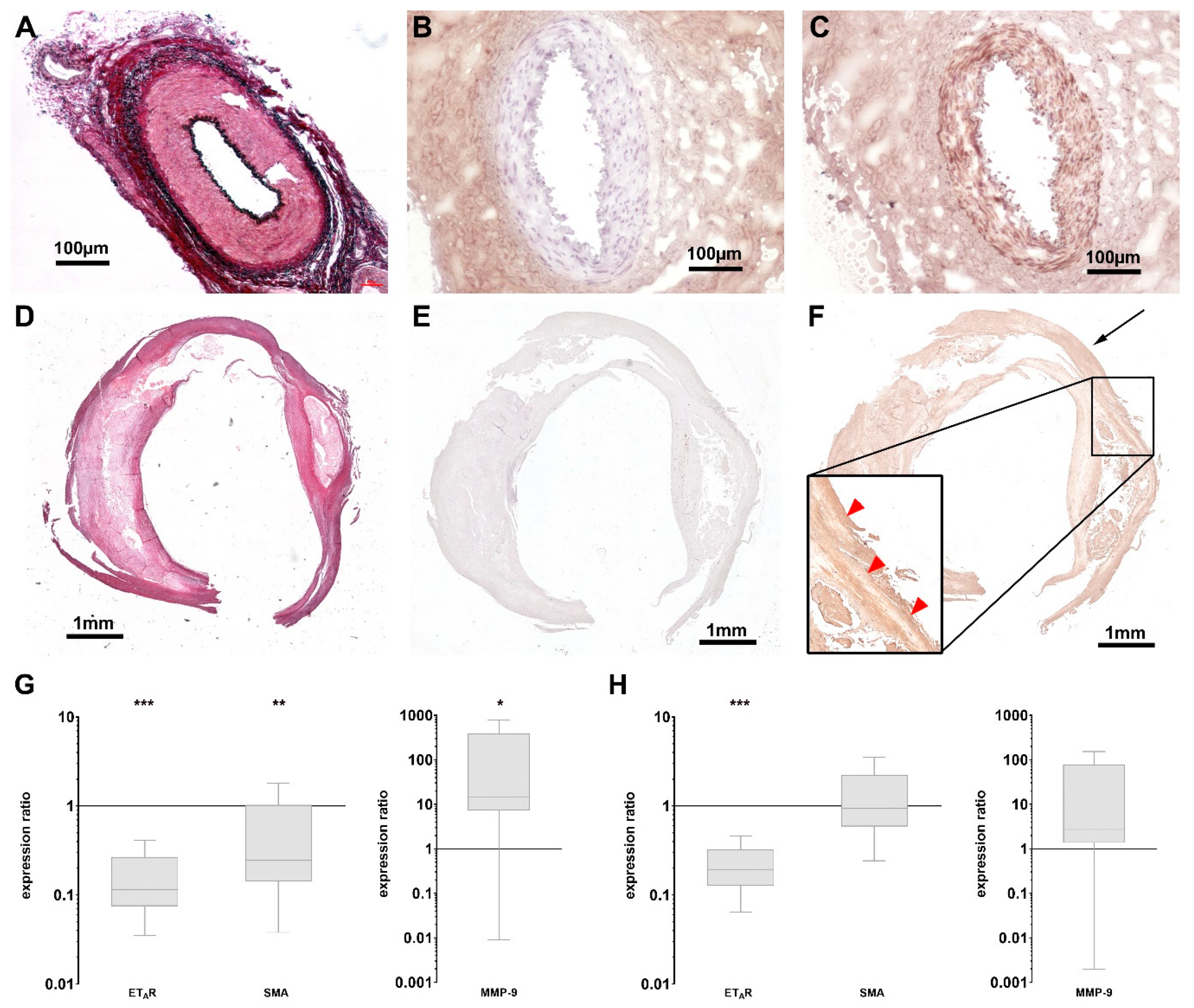 Biomedicines 08 00538 g003 Biomedicines 08 00538 g003