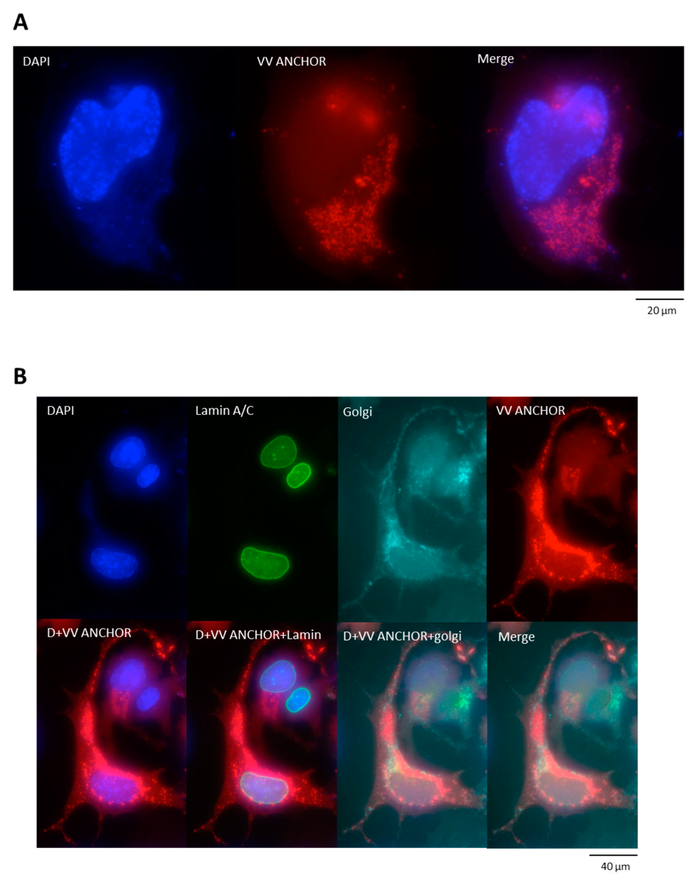 Biomedicines 08 00543 g003a