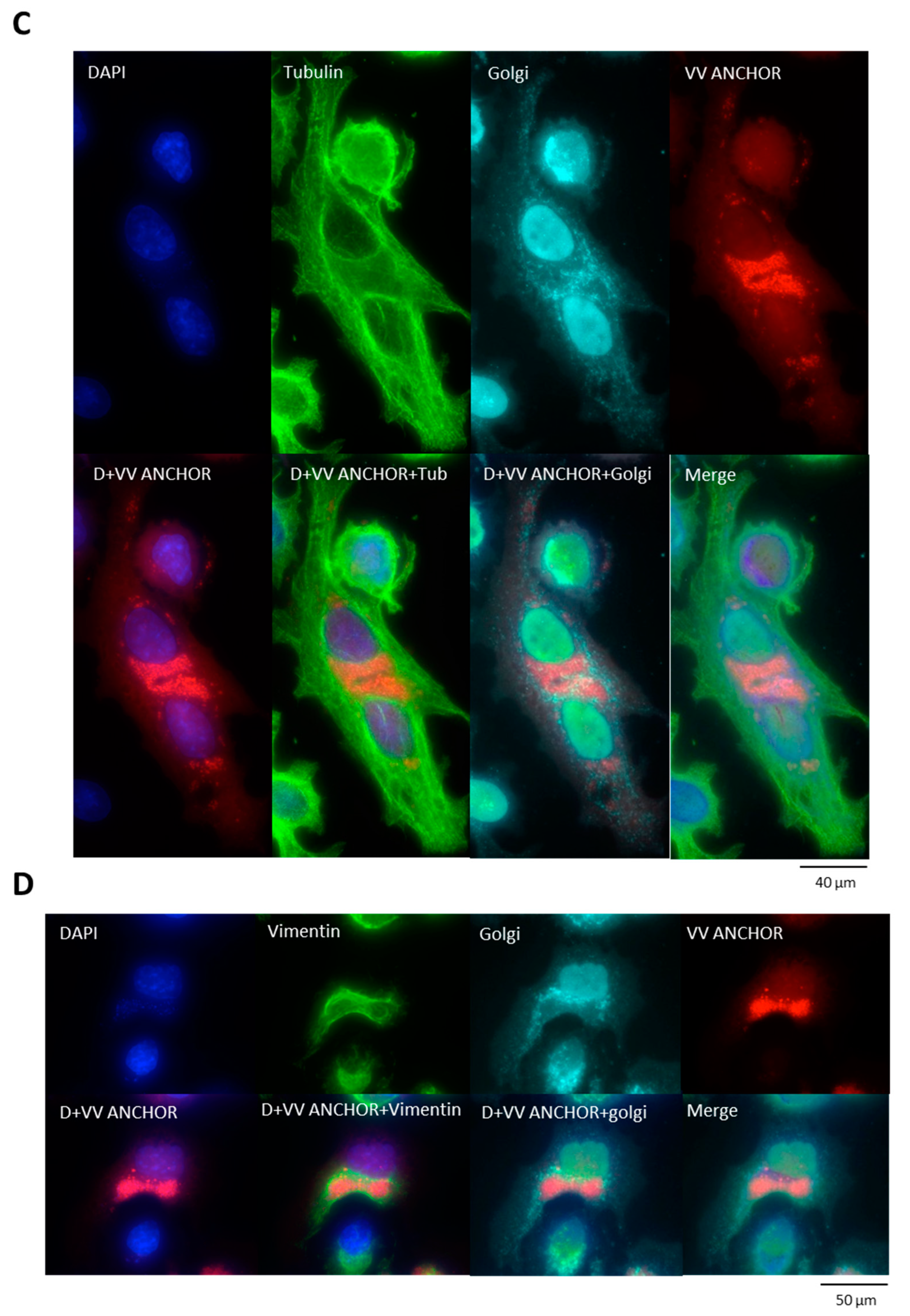 Biomedicines 08 00543 g003b