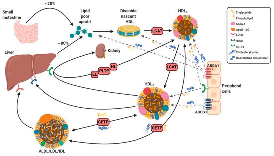 Biomedicines 08 00549 g001 550