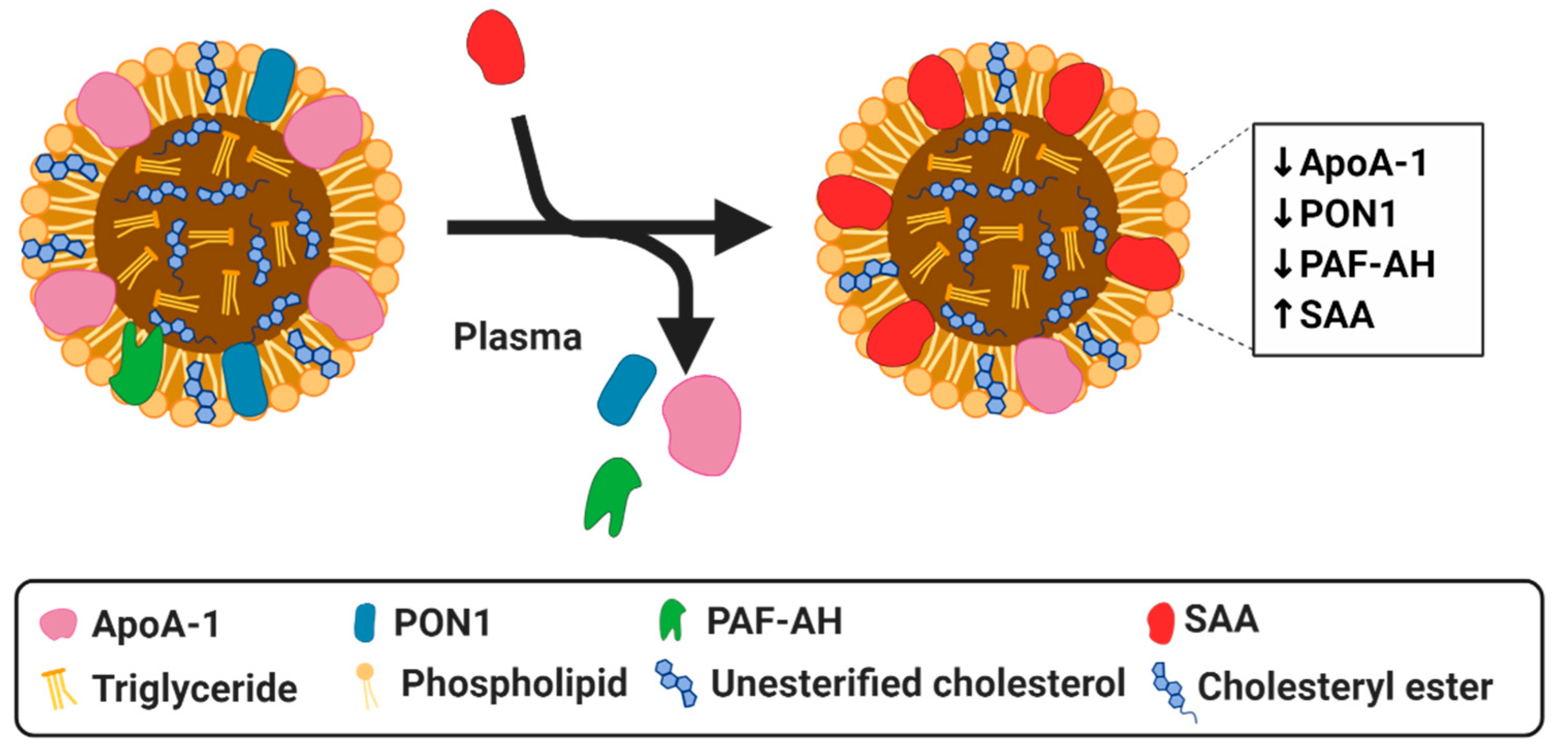 Biomedicines 08 00549 g002 Biomedicines 08 00549 g002