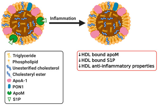 Biomedicines 08 00549 g003 550