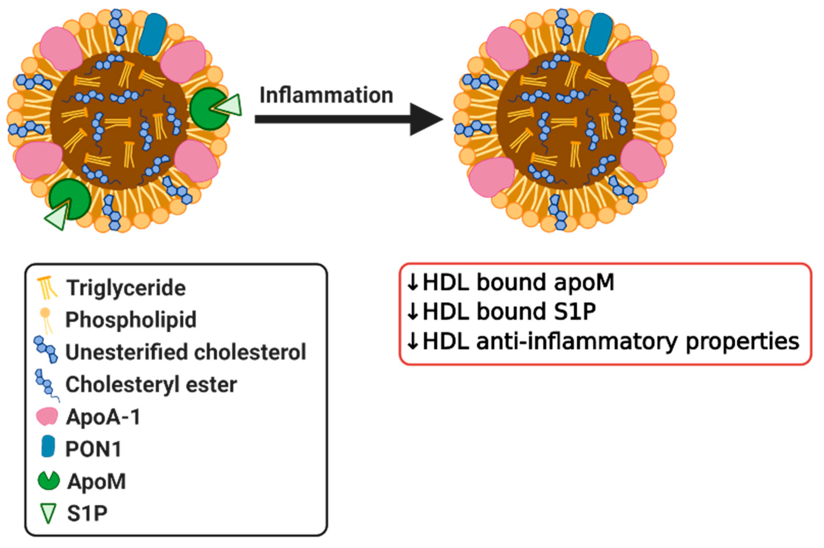 Biomedicines 08 00549 g003 Biomedicines 08 00549 g003
