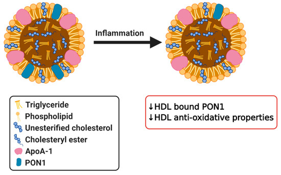 Biomedicines 08 00549 g004 550