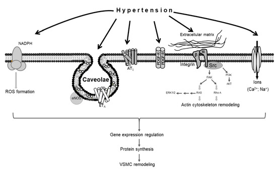 Biomedicines 08 00552 g001 550