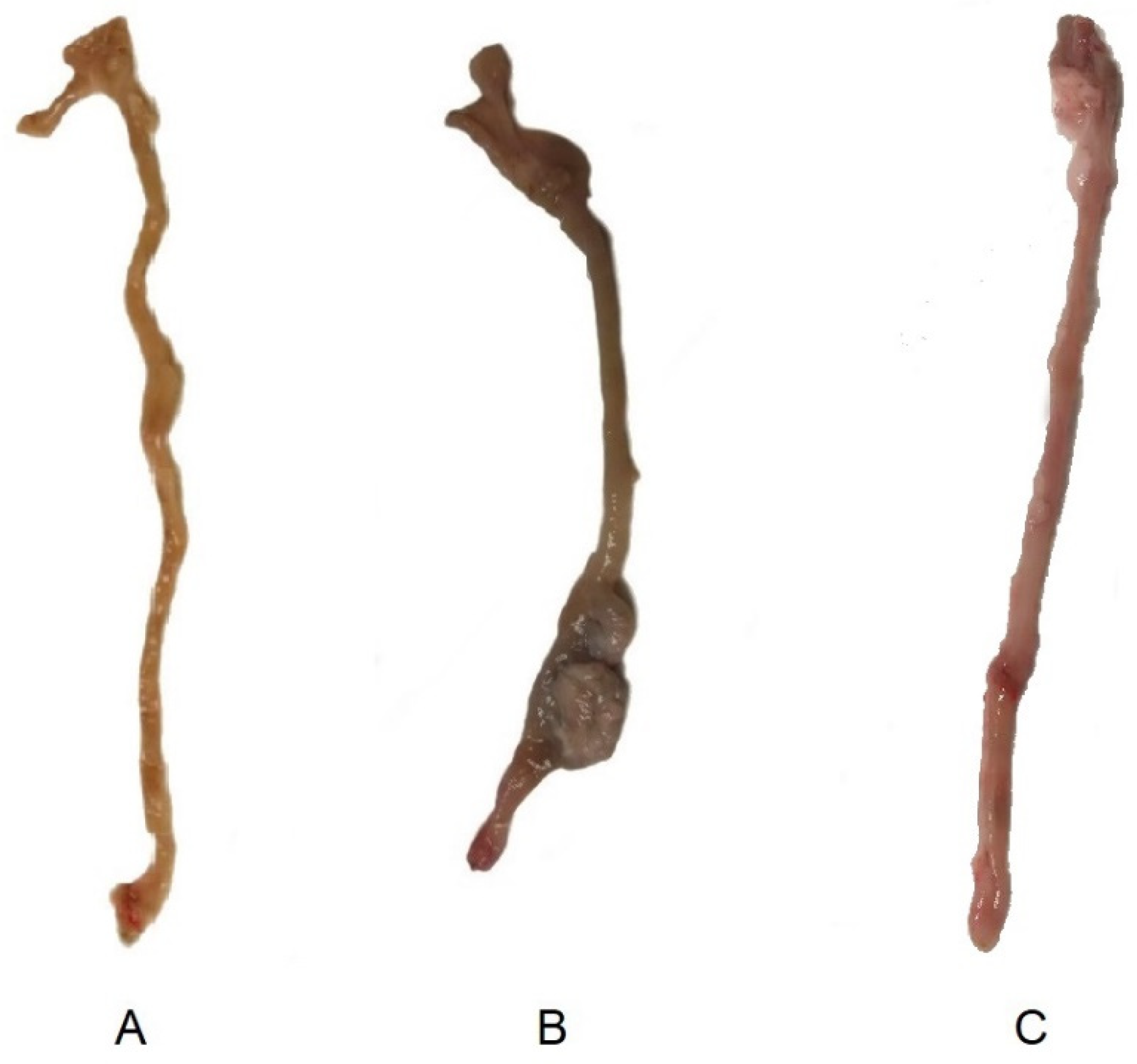 Biomedicines 08 00563 g009 Biomedicines 08 00563 g009