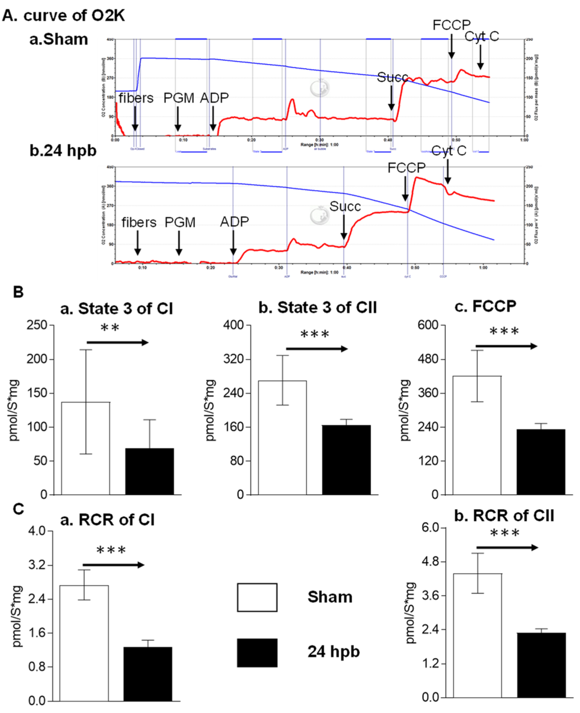 Biomedicines 08 00566 g001