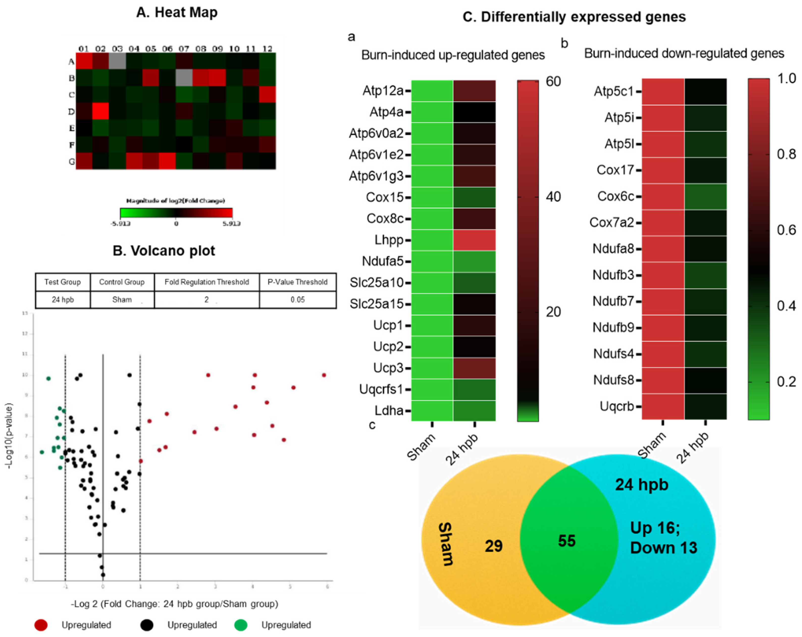 Biomedicines 08 00566 g004
