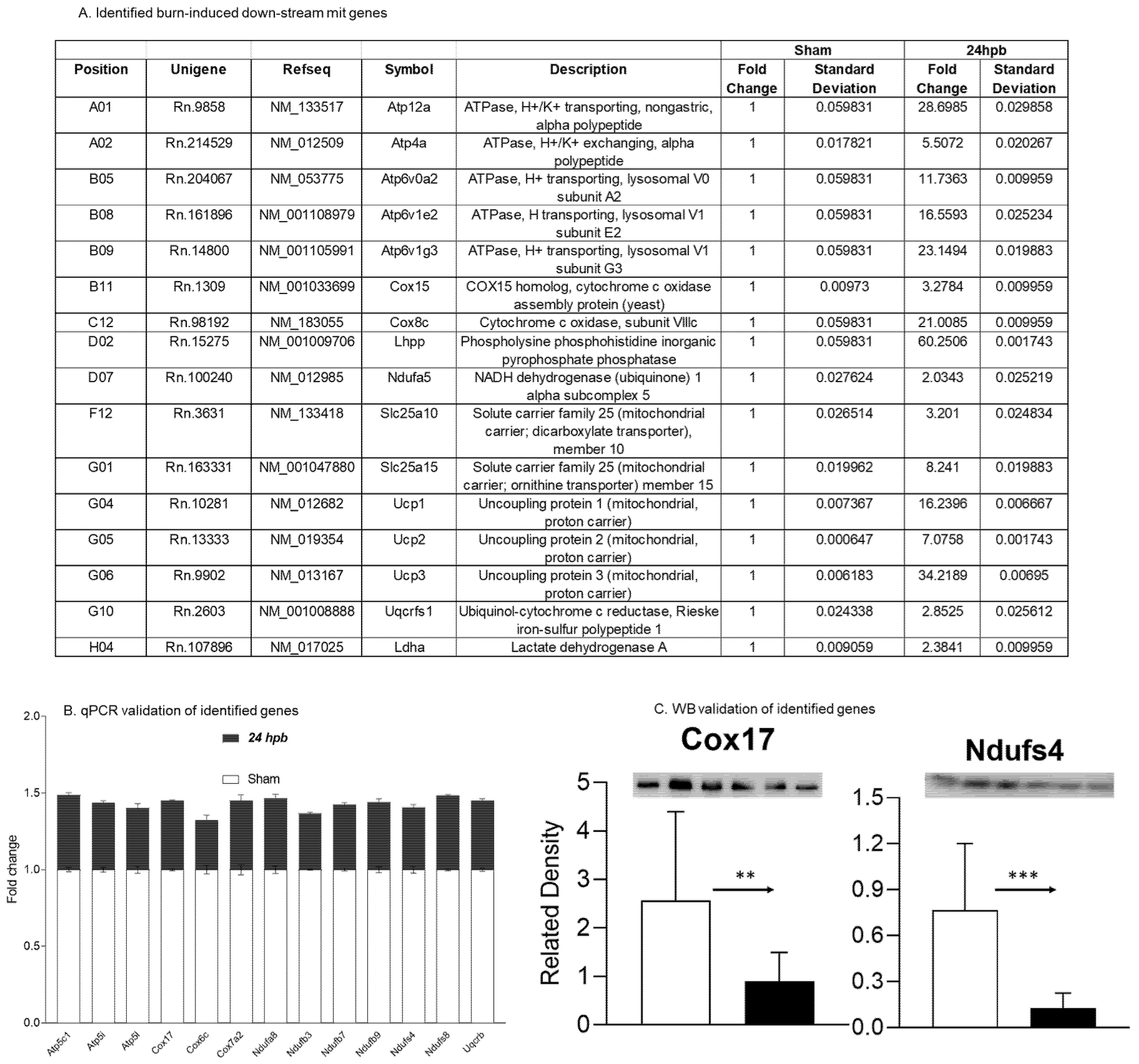 Biomedicines 08 00566 g005