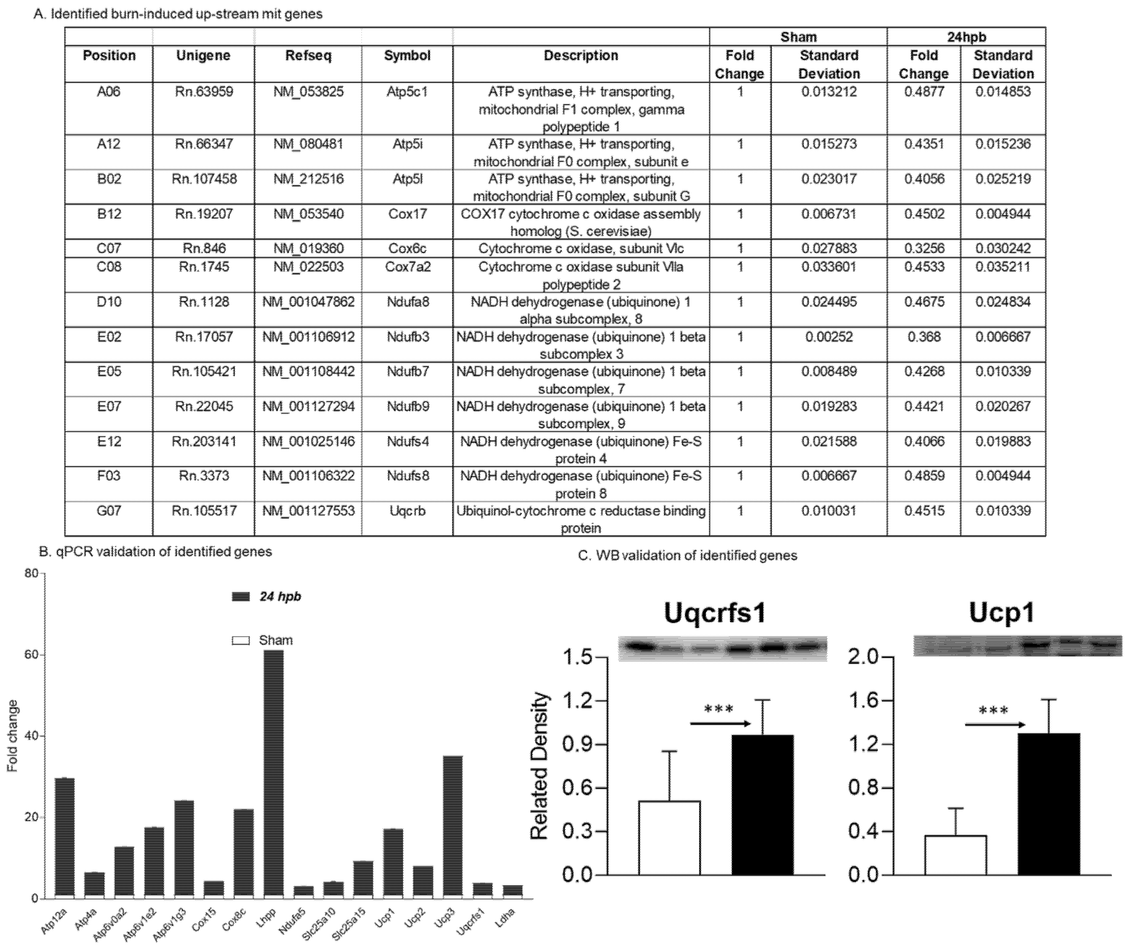 Biomedicines 08 00566 g006