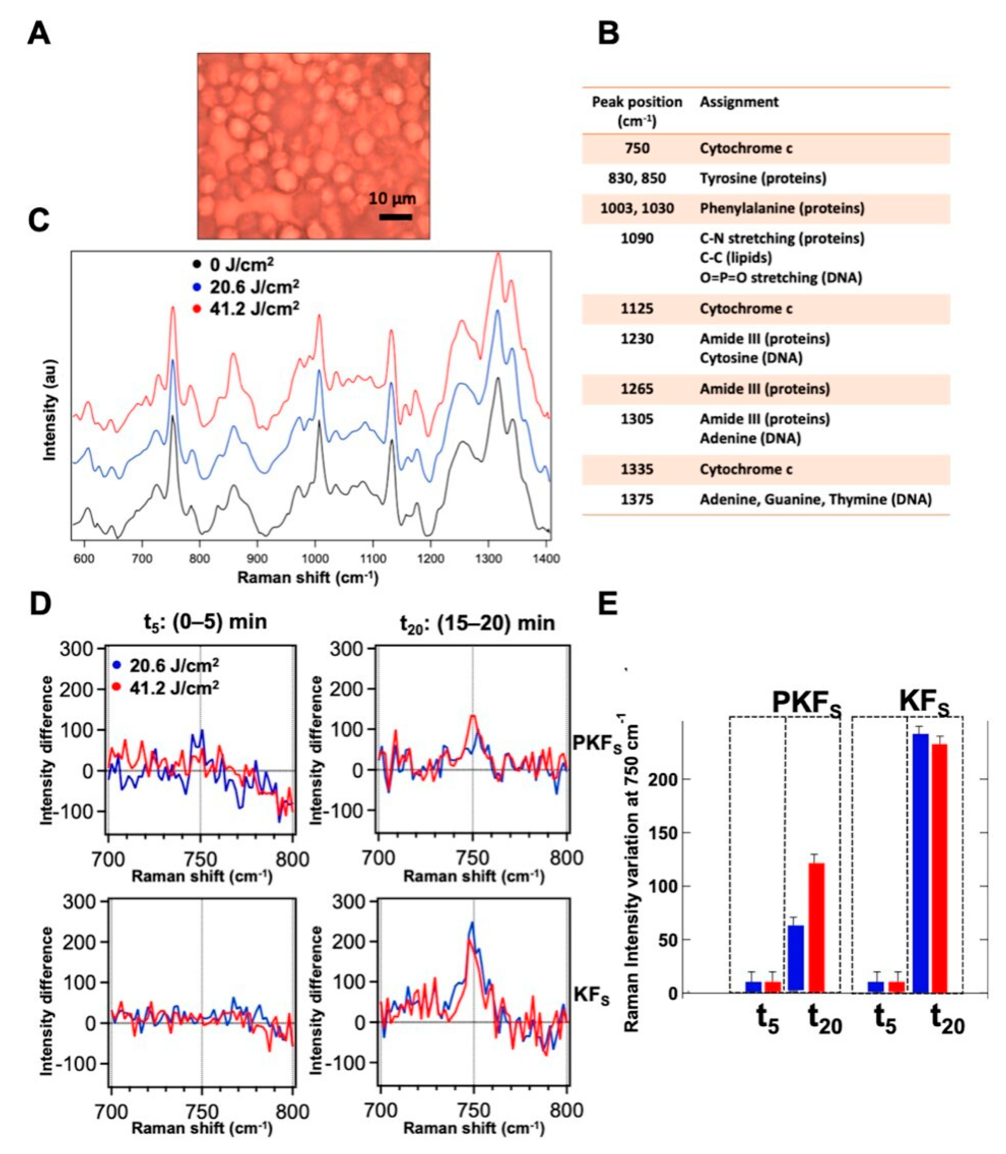 Biomedicines 08 00573 g008