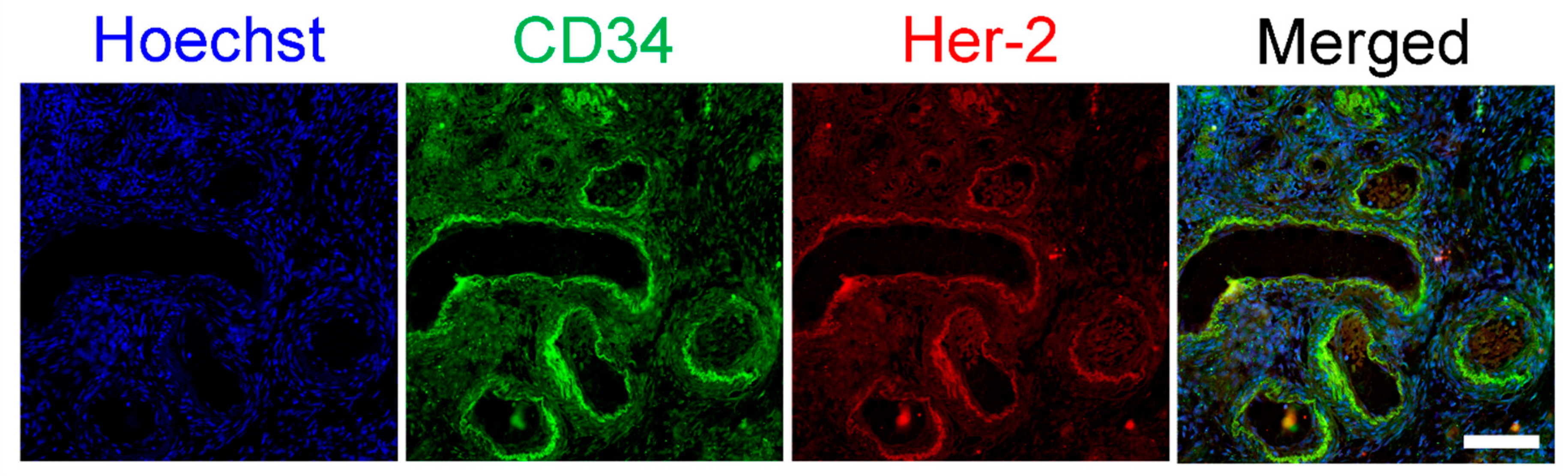 Biomedicines 08 00577 g006 Biomedicines 08 00577 g006
