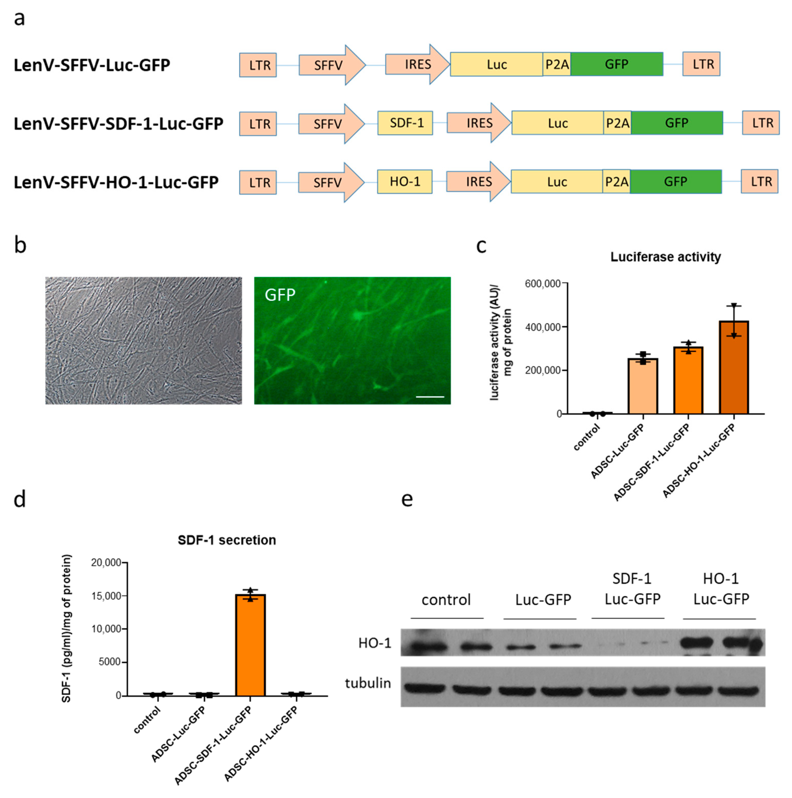 Biomedicines 08 00578 g001