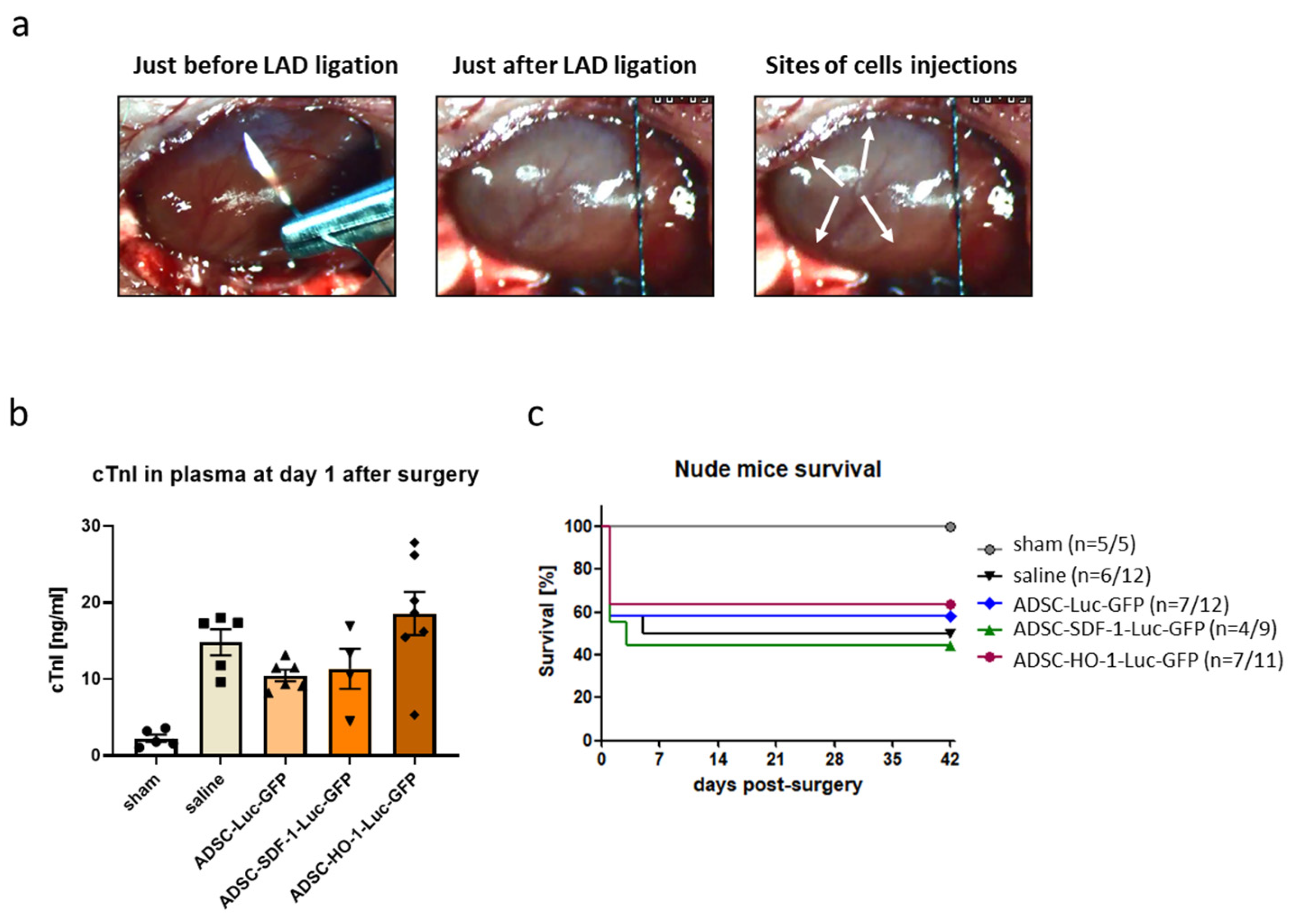 Biomedicines 08 00578 g002