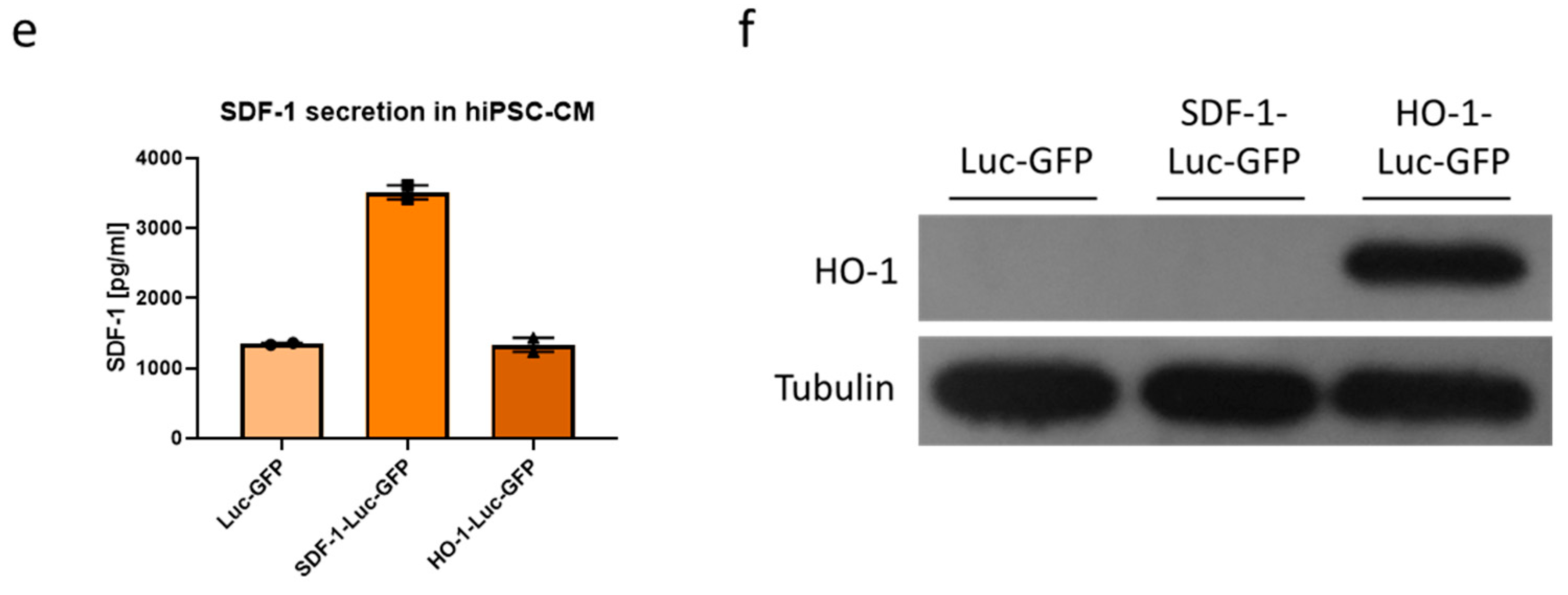 Biomedicines 08 00578 g004b