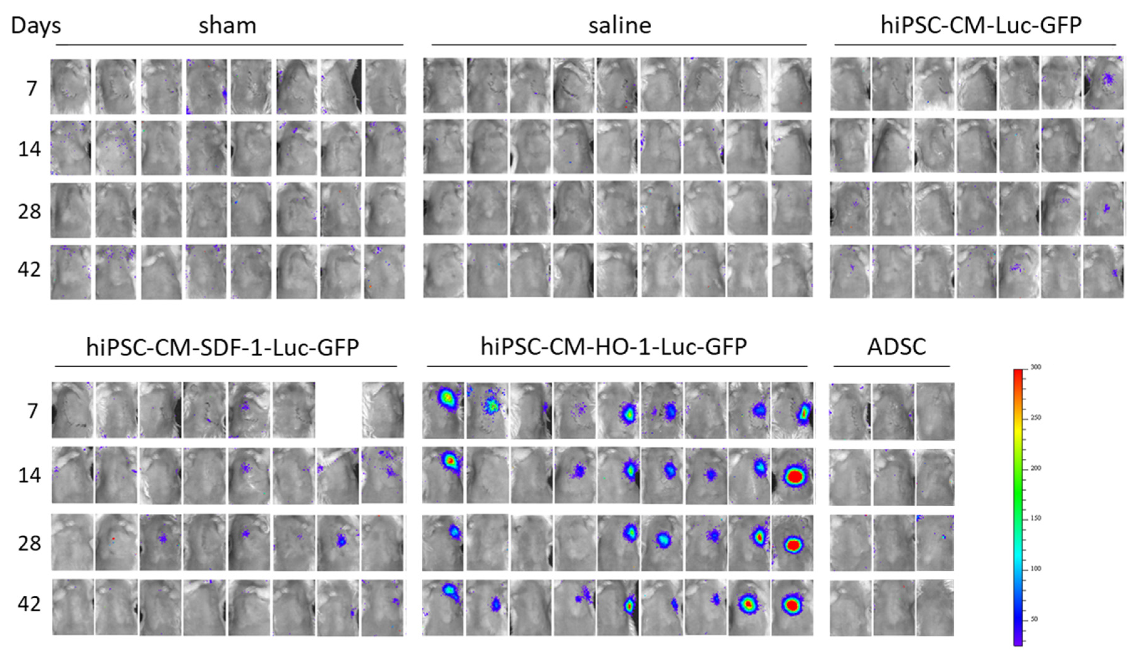 Biomedicines 08 00578 g005