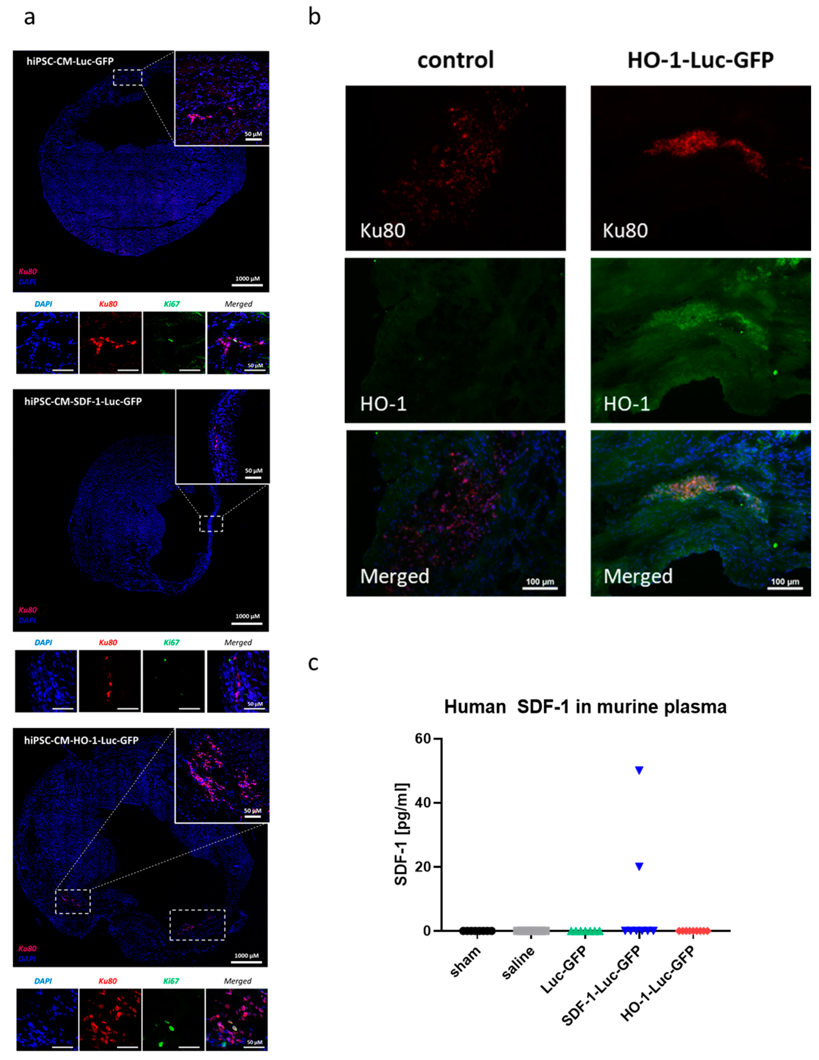 Biomedicines 08 00578 g007