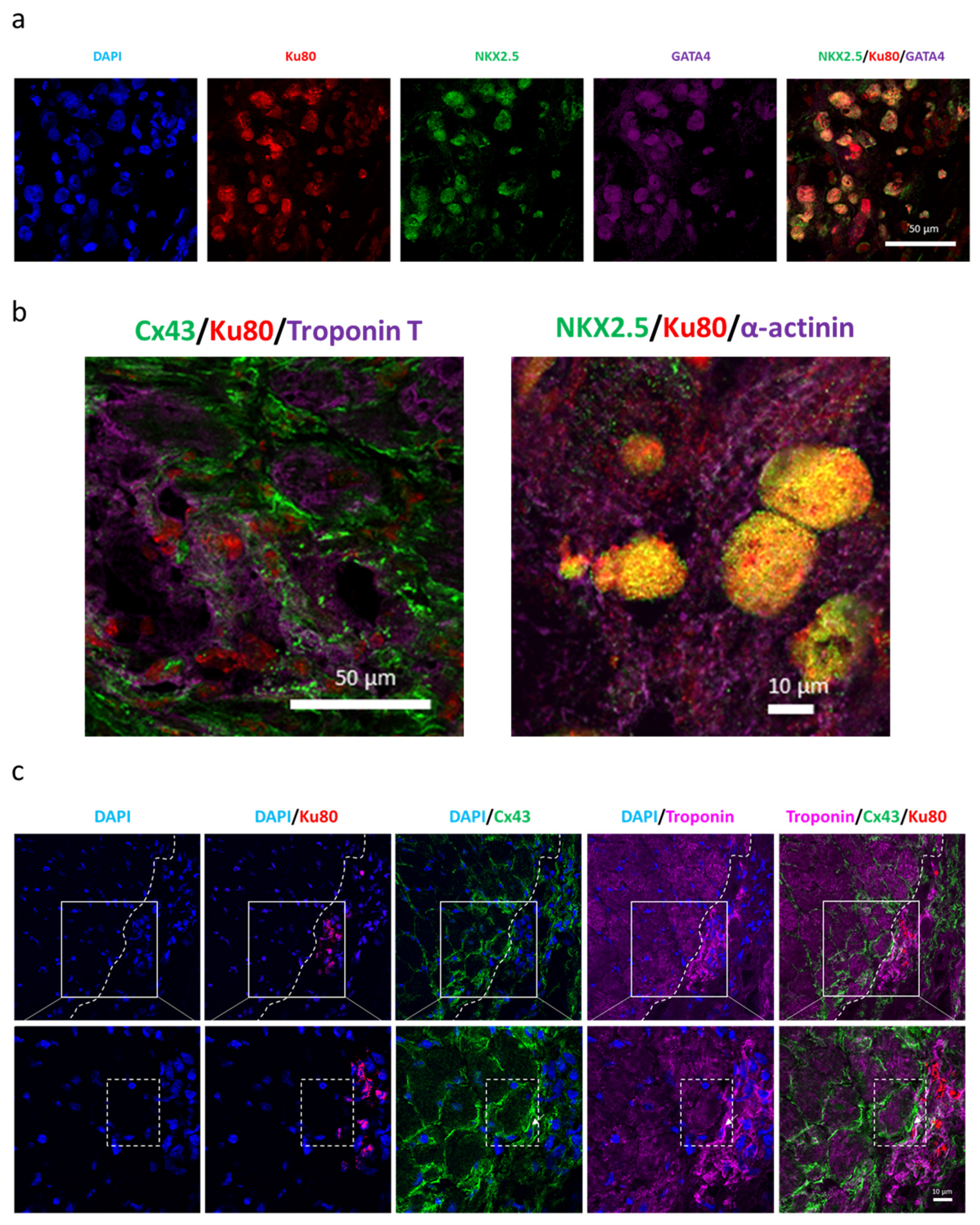 Biomedicines 08 00578 g008
