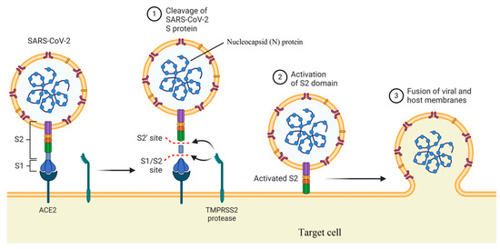 Biomedicines 08 00580 g002 550