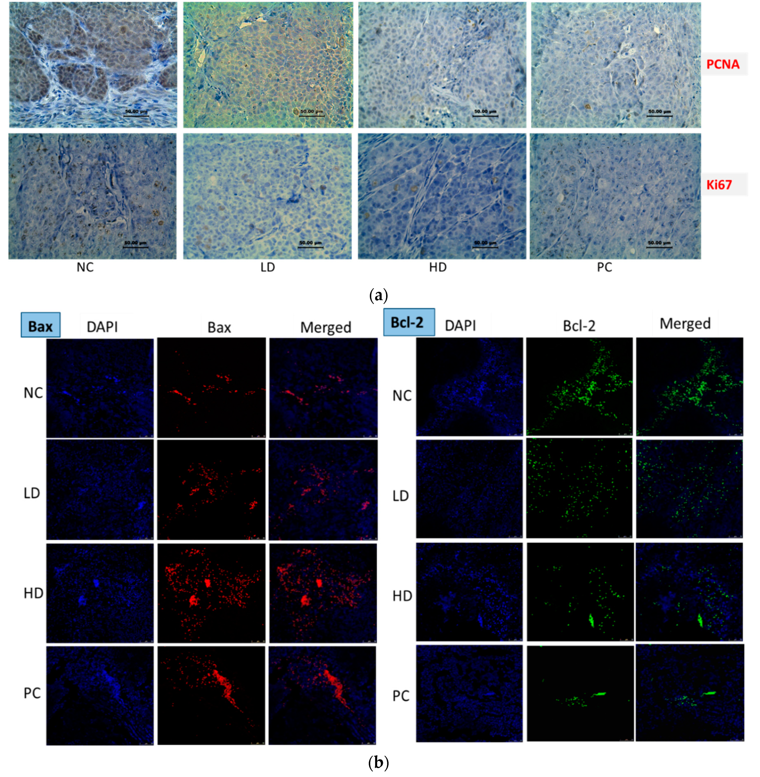Biomedicines 08 00586 g004a Biomedicines 08 00586 g004a
