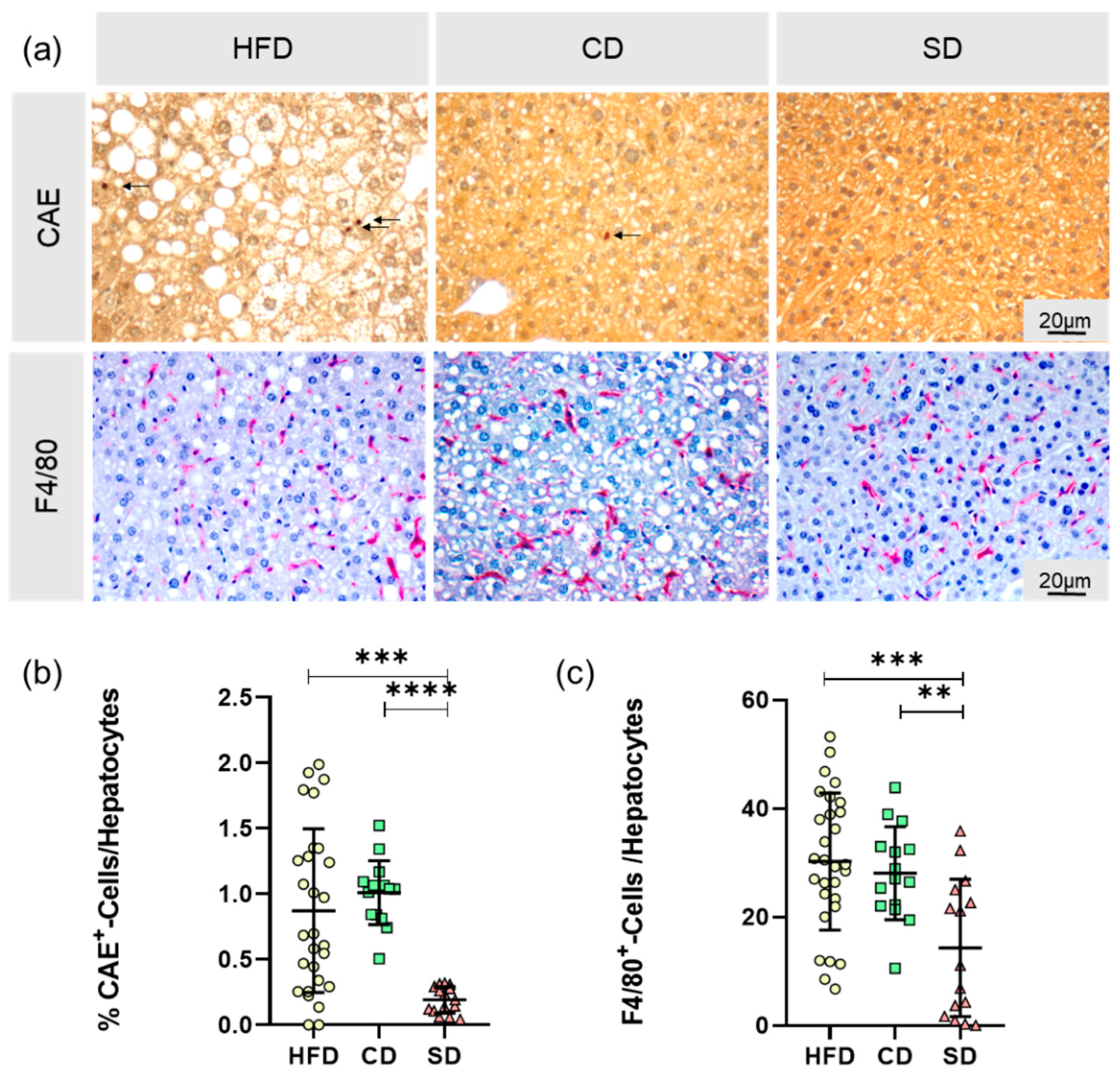 Biomedicines 08 00587 g006 Biomedicines 08 00587 g006