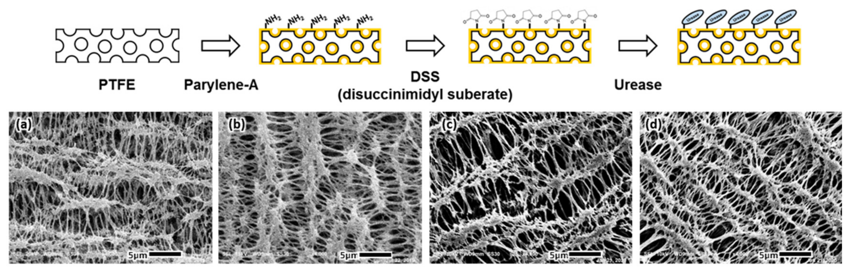 Biomedicines 08 00596 g003 Biomedicines 08 00596 g003